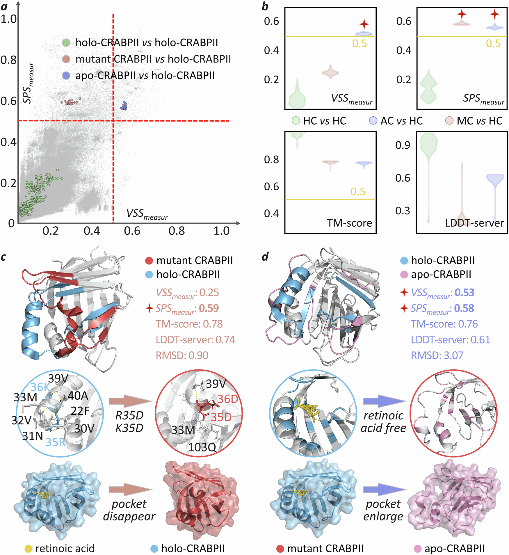 Fig. 6: Analyses on the structure changes of CRABPⅡ protein induced by mutation or ligand binding.