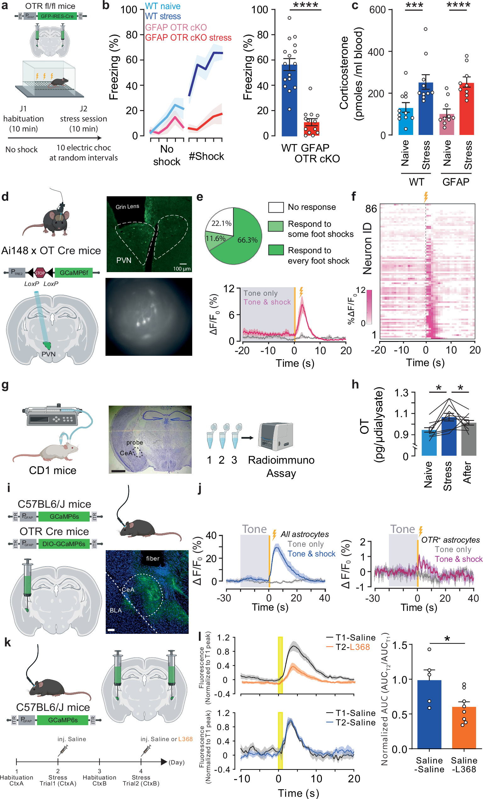 Fig. 1: Impact of OTR deletion from CeL/C astrocyte on freezing behavior.