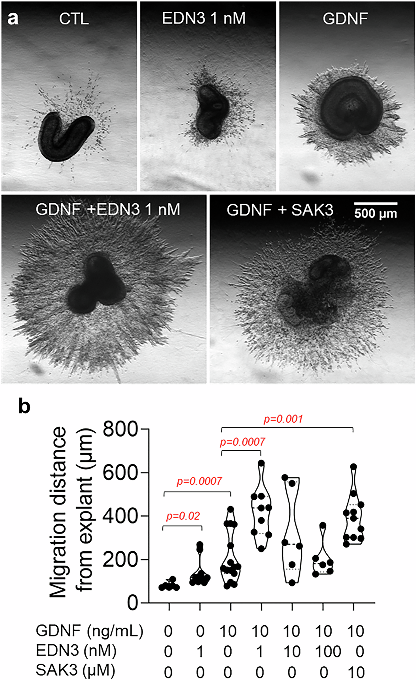 Fig. 4: Ca2+ activity enhancers EDN3 and SAK3 promote migration in a collagen gel migration assay.