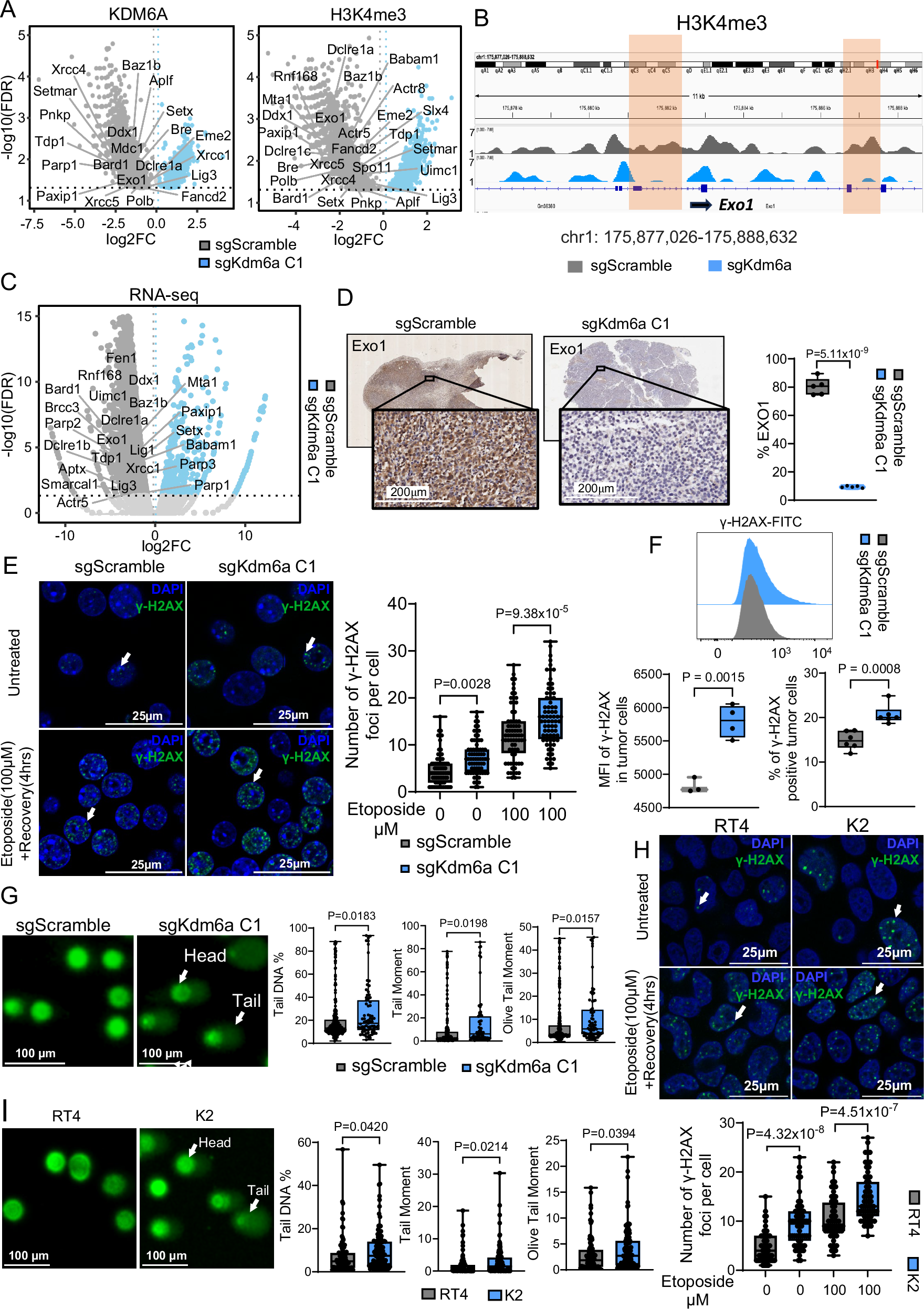Fig. 3: Loss of KDM6A impairs the double-stranded break repair pathway.