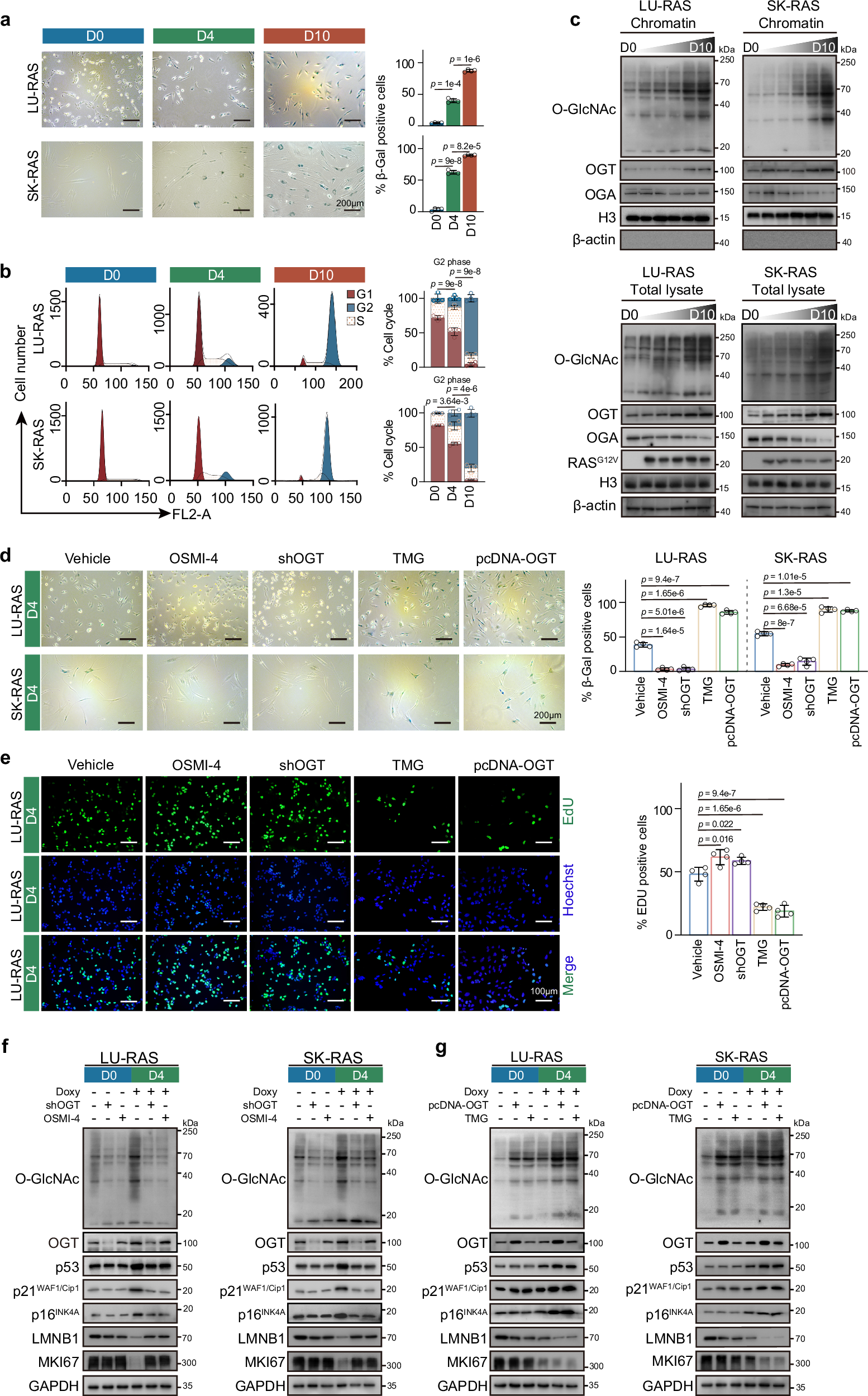 Fig. 1: Dynamic chromatin O-GlcNAc modification is linked to OIS progression in fibroblasts.