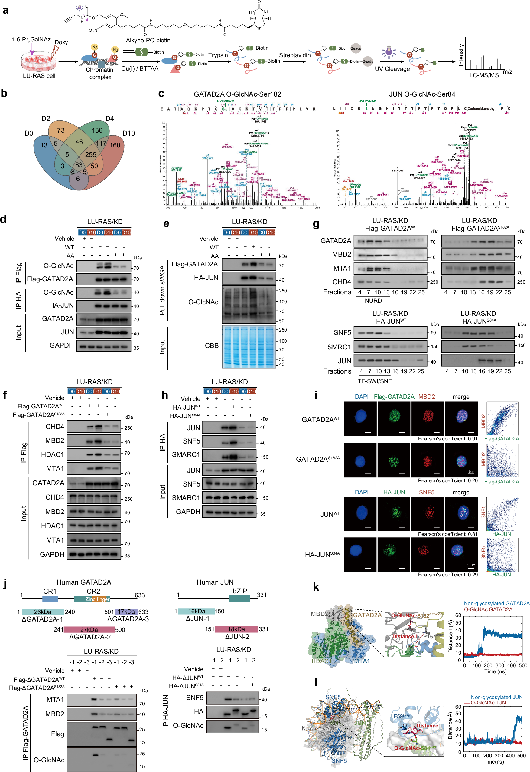 Fig. 5: O-GlcNAc promotes the assembly of TF-SWI/SNF and NuRD complexes involved in senescence reprogramming.