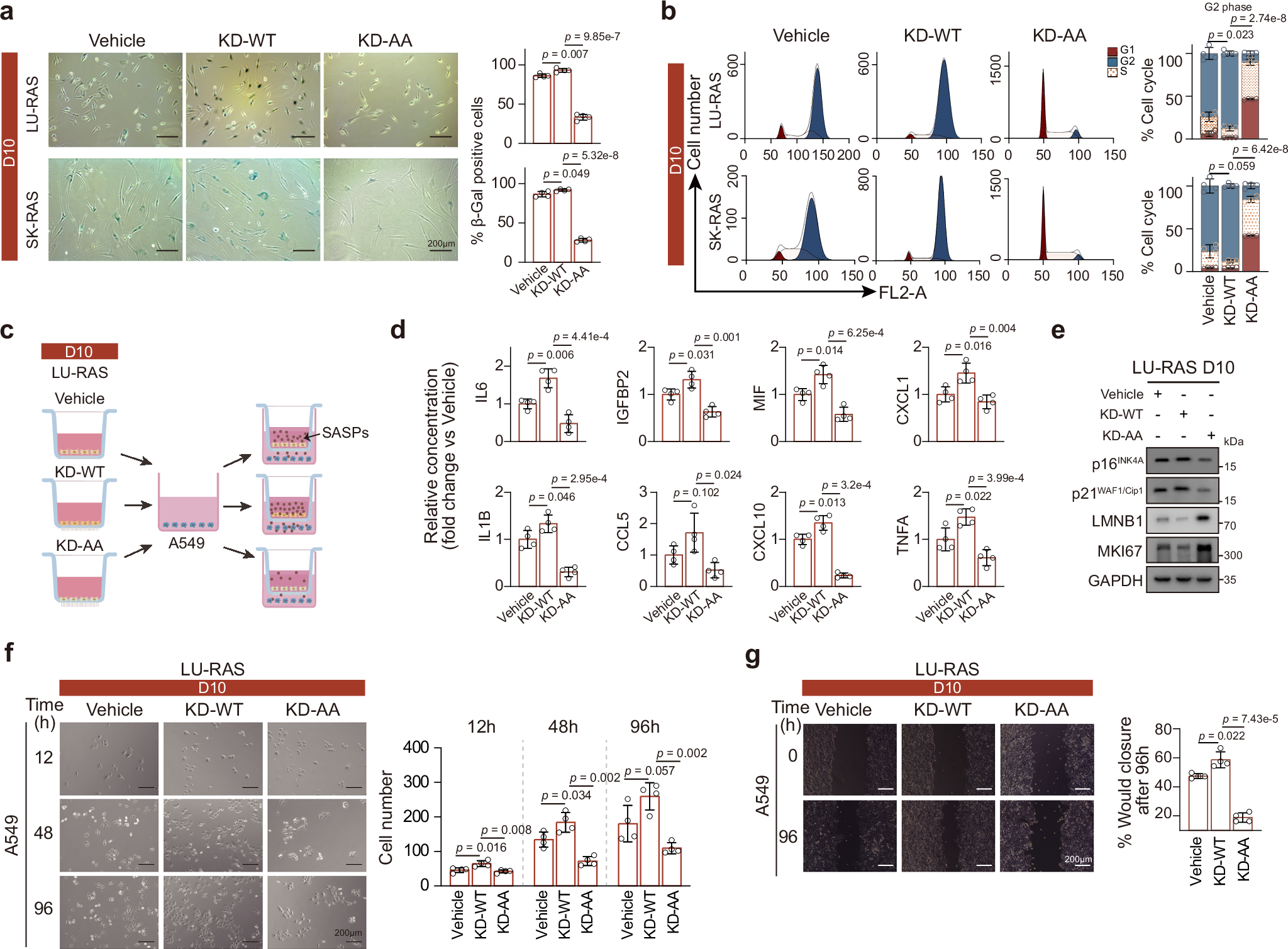 Fig. 7: Loss of O-GlcNAc modification on JUN and GATAD2A disrupts OIS progression and inhibits SASP-associated tumor growth in vitro.