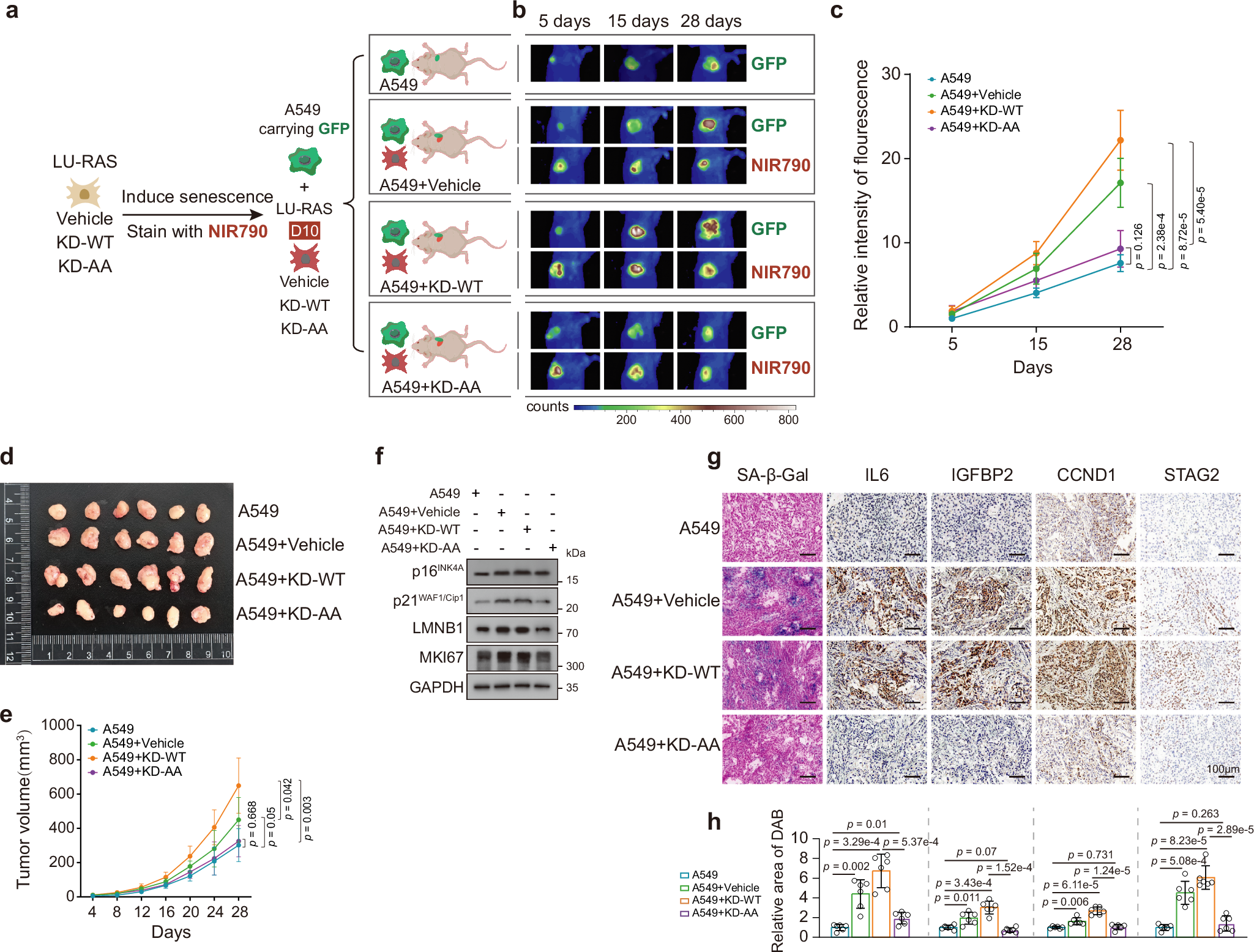 Fig. 8: Coinjection of OIS-affected cells lacking O-GlcNAc-modified JUN and GATAD2A with tumorigenic cells fails to promote senescence-associated tumor growth in vivo.