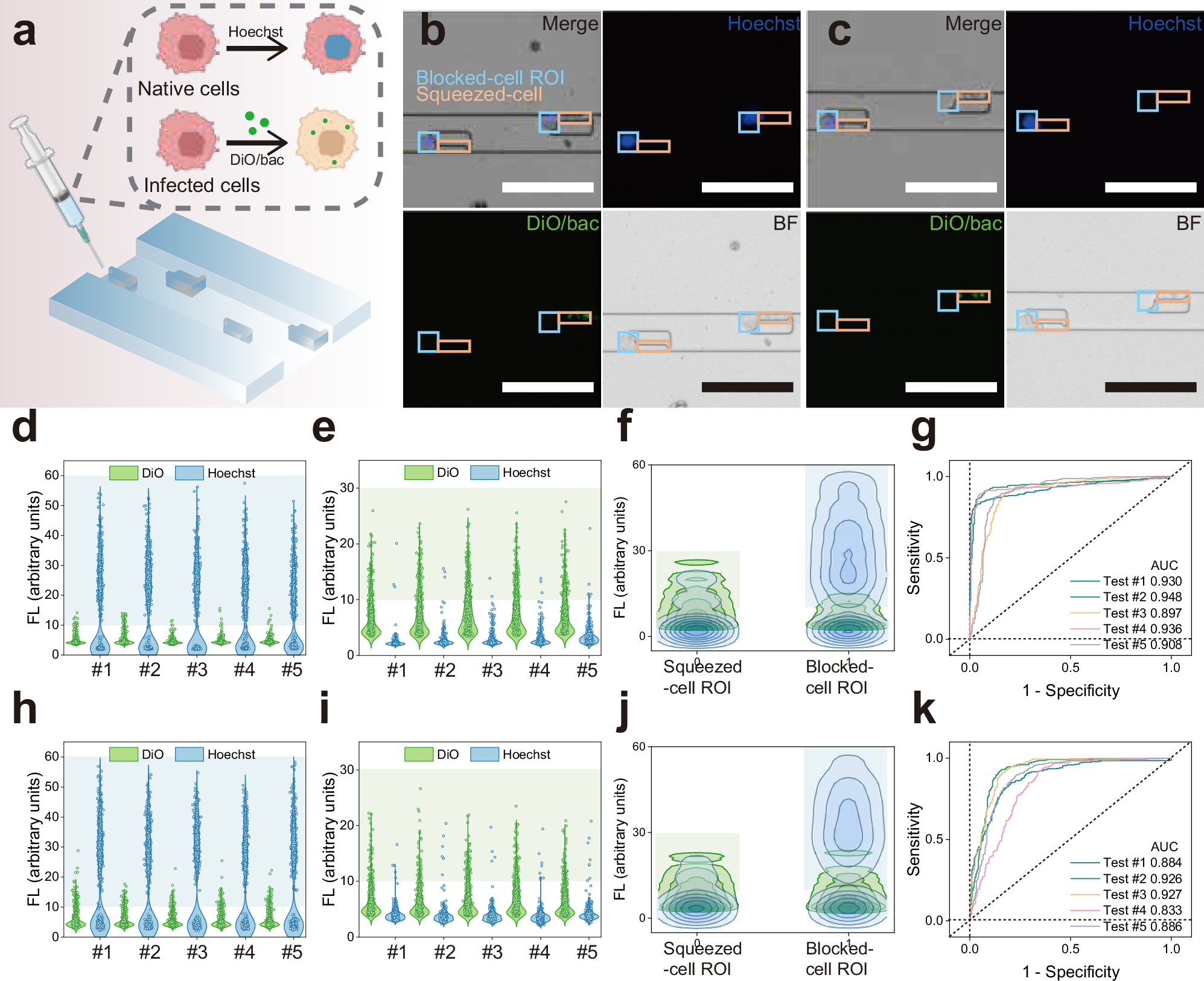 Fig. 4: On-chip screening for infected MDA-MB-231 cells after bacteria were labeled with DiO.