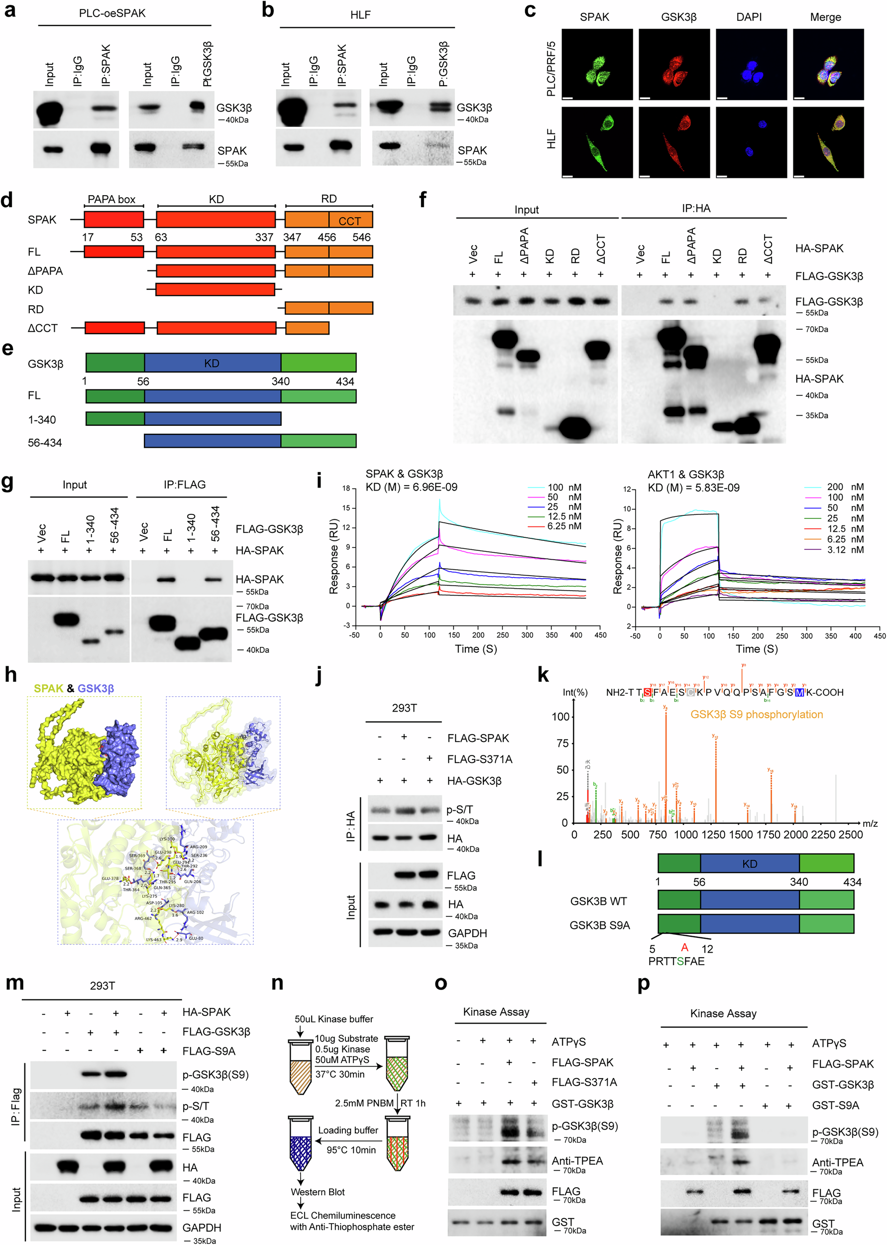 Fig. 5: SPAK deactivates GSK3β by direct binding and promoting its phosphorylation at Ser9.