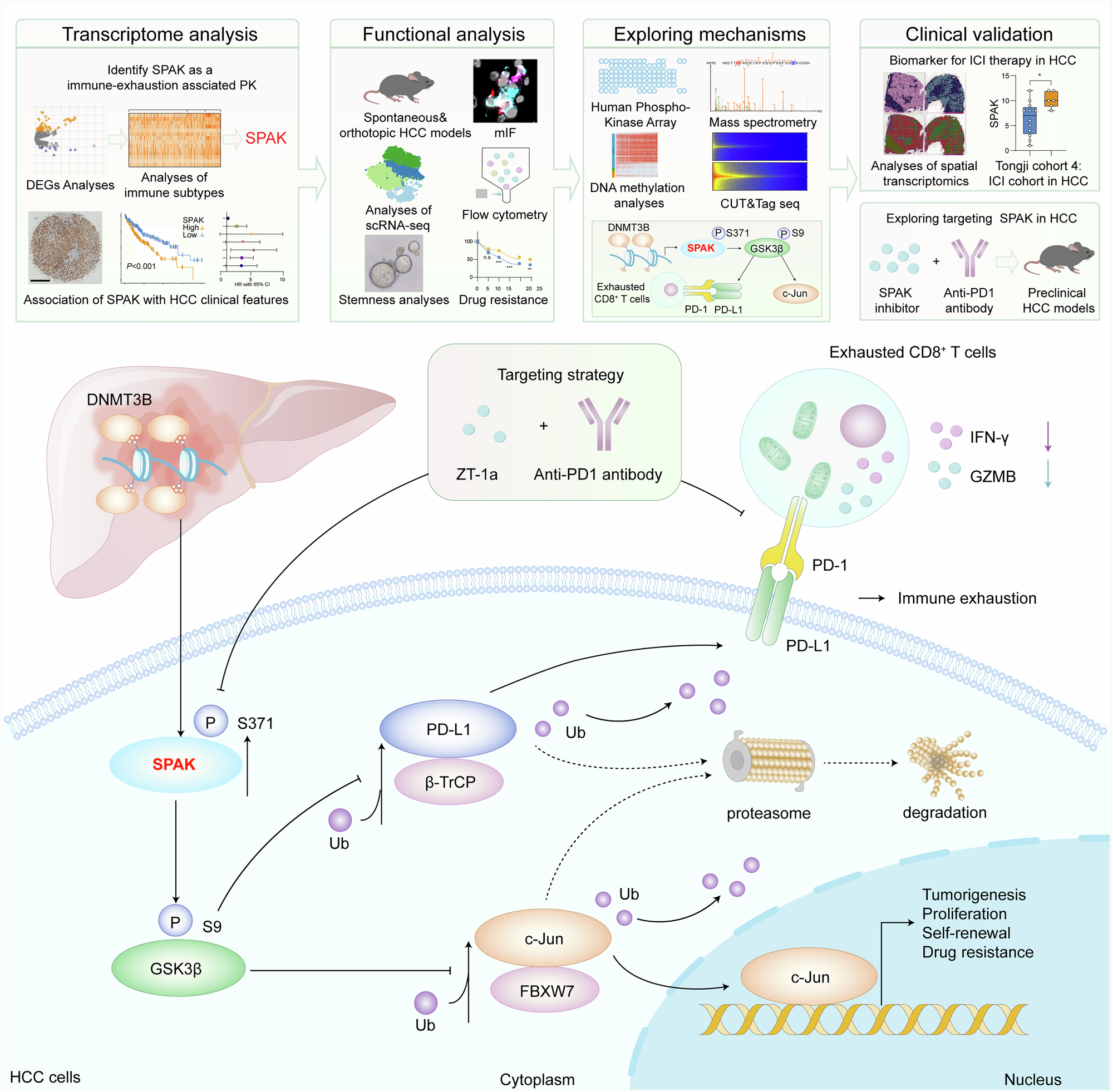 Fig. 9: DNMT3B-mediated upregulation of SPAK promotes HCC progression.