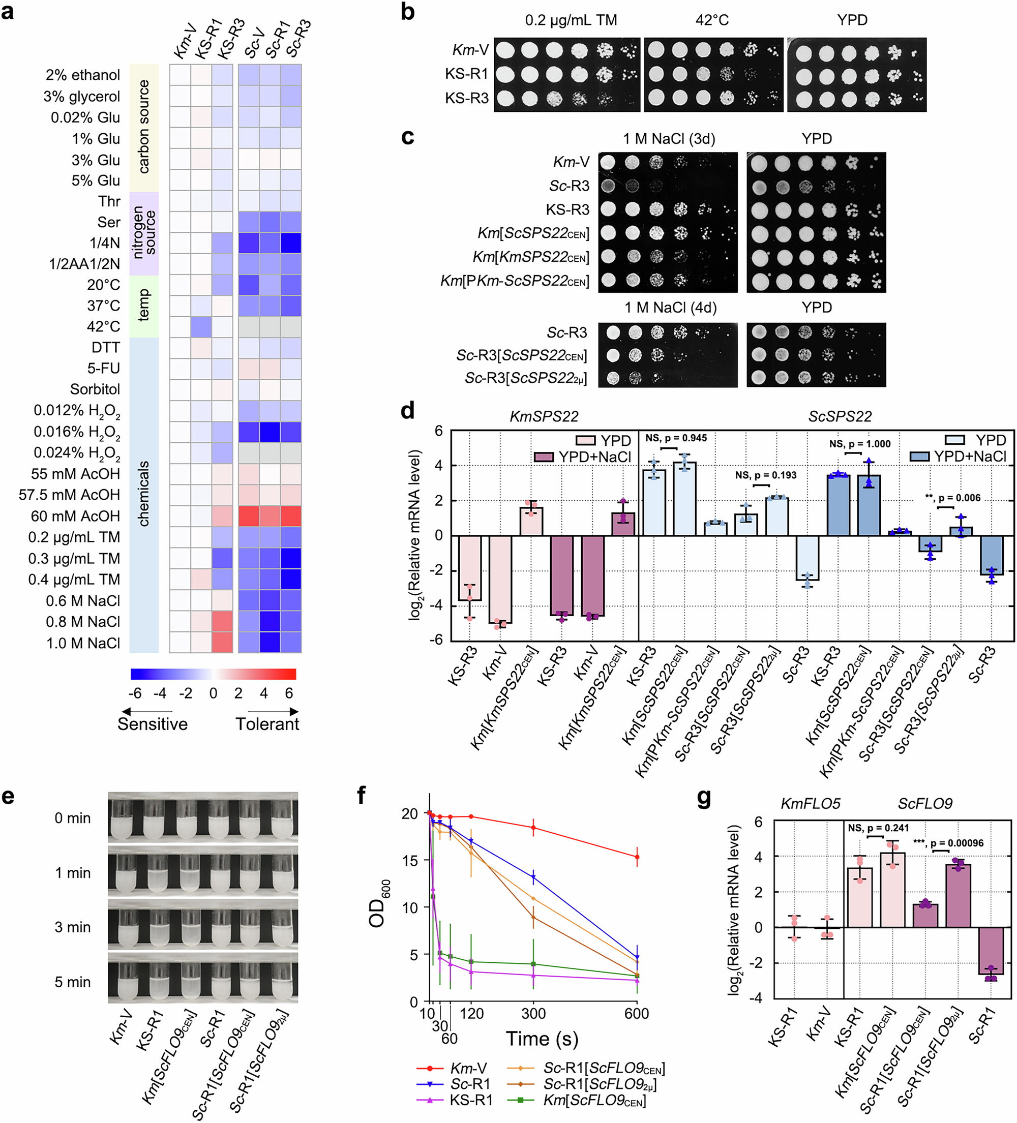 Fig. 3: Chromosomal transfers resulted in enhanced phenotypes.