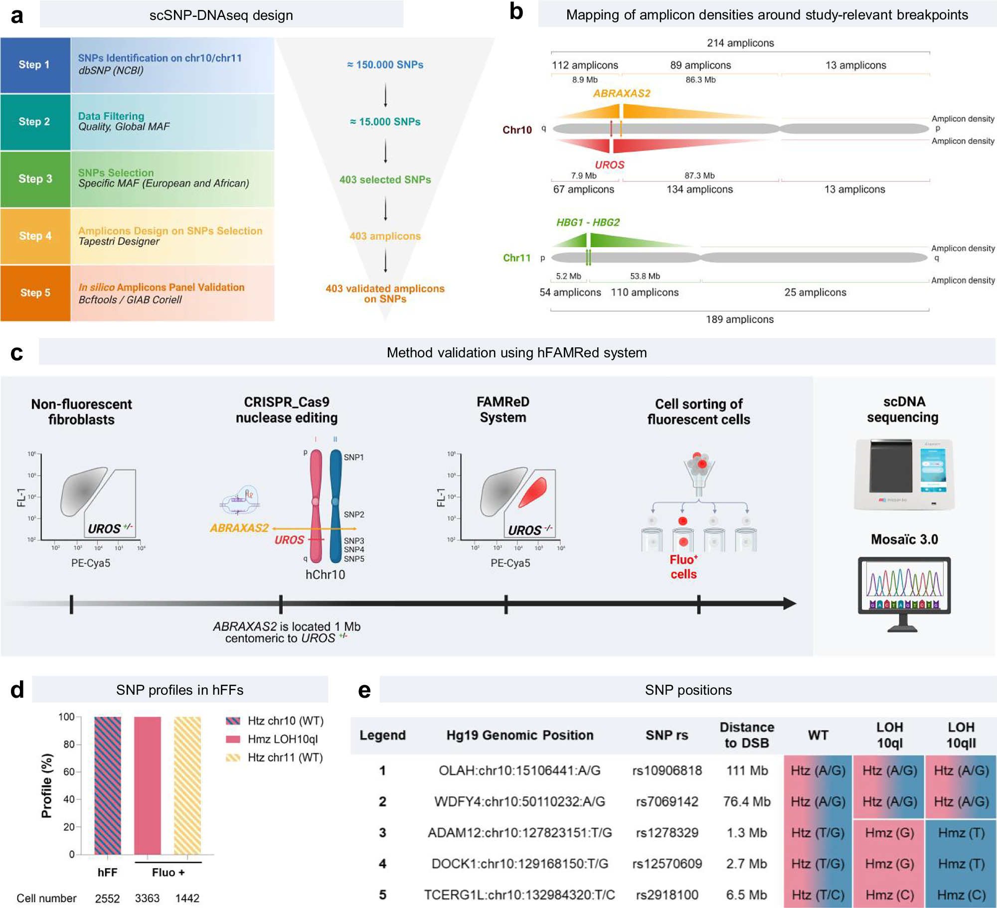 Fig. 1: scSNP-DNAseq design to assay CRISPR-induced ON-target genotoxicity in chromosomes 10 and 11 (Chr10/11), and method validation for LOH quantification.