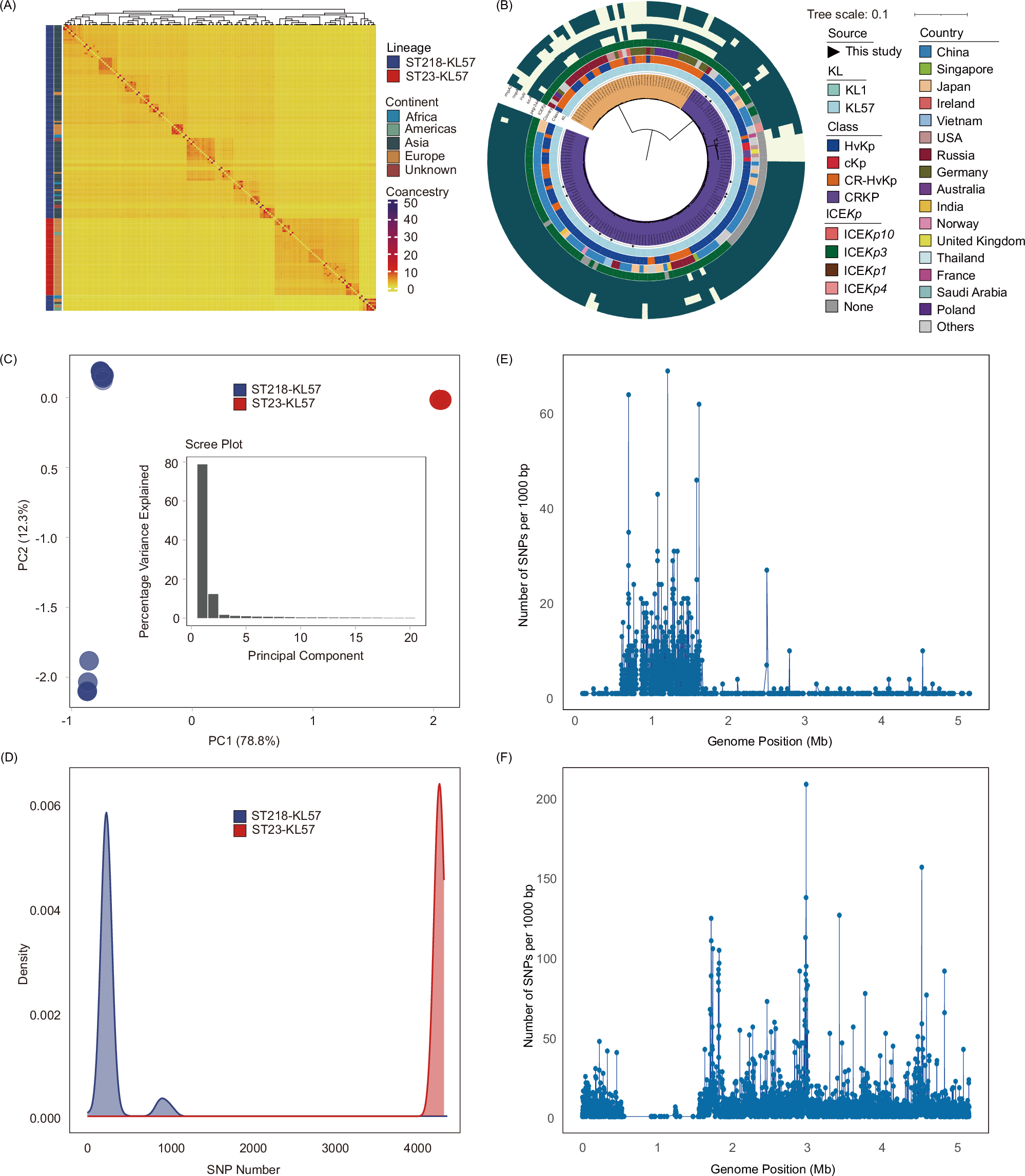 Fig. 2: FineSTRUCTURE analysis, population structure and genetic variation in ST218-KL57 and ST23-KL57 isolates.