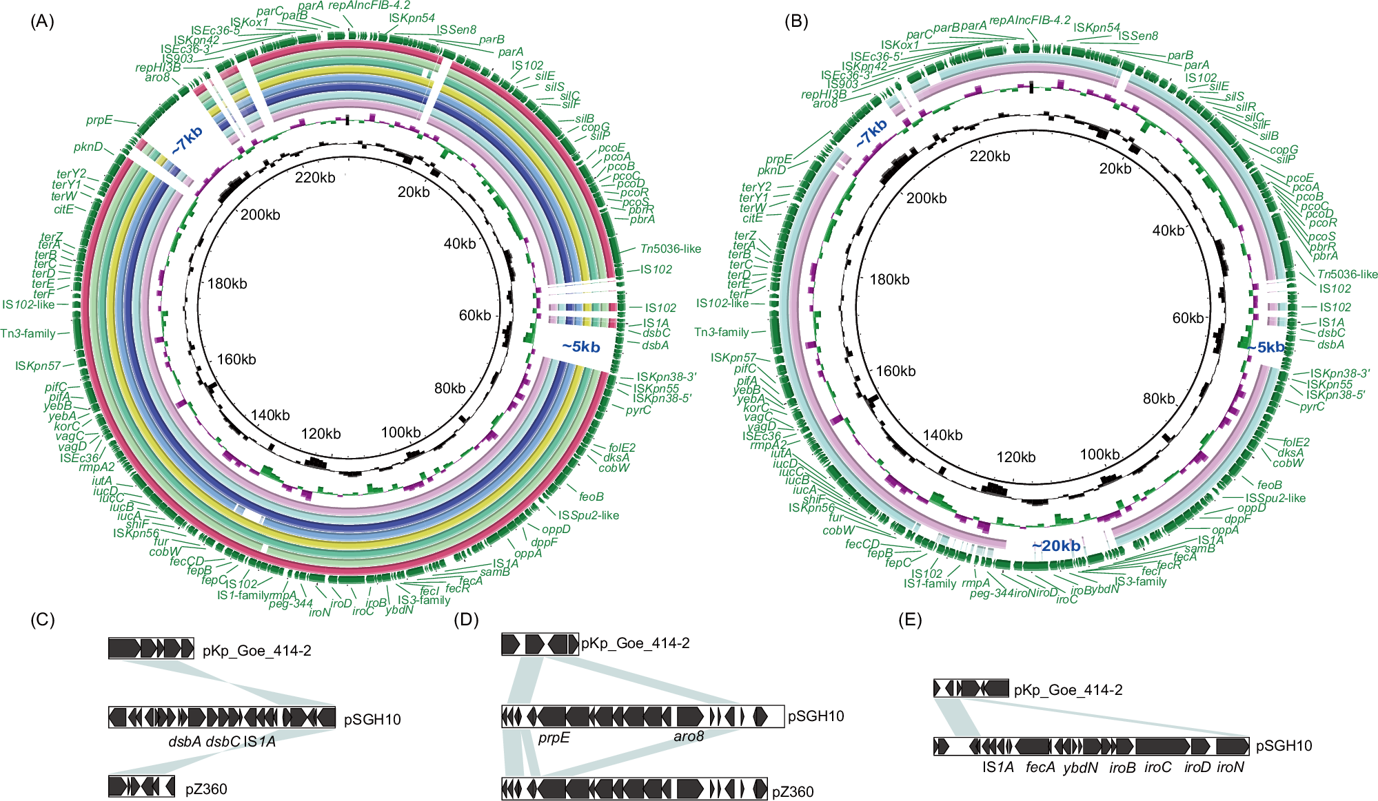 Fig. 4: Schematic maps of virulence plasmids.