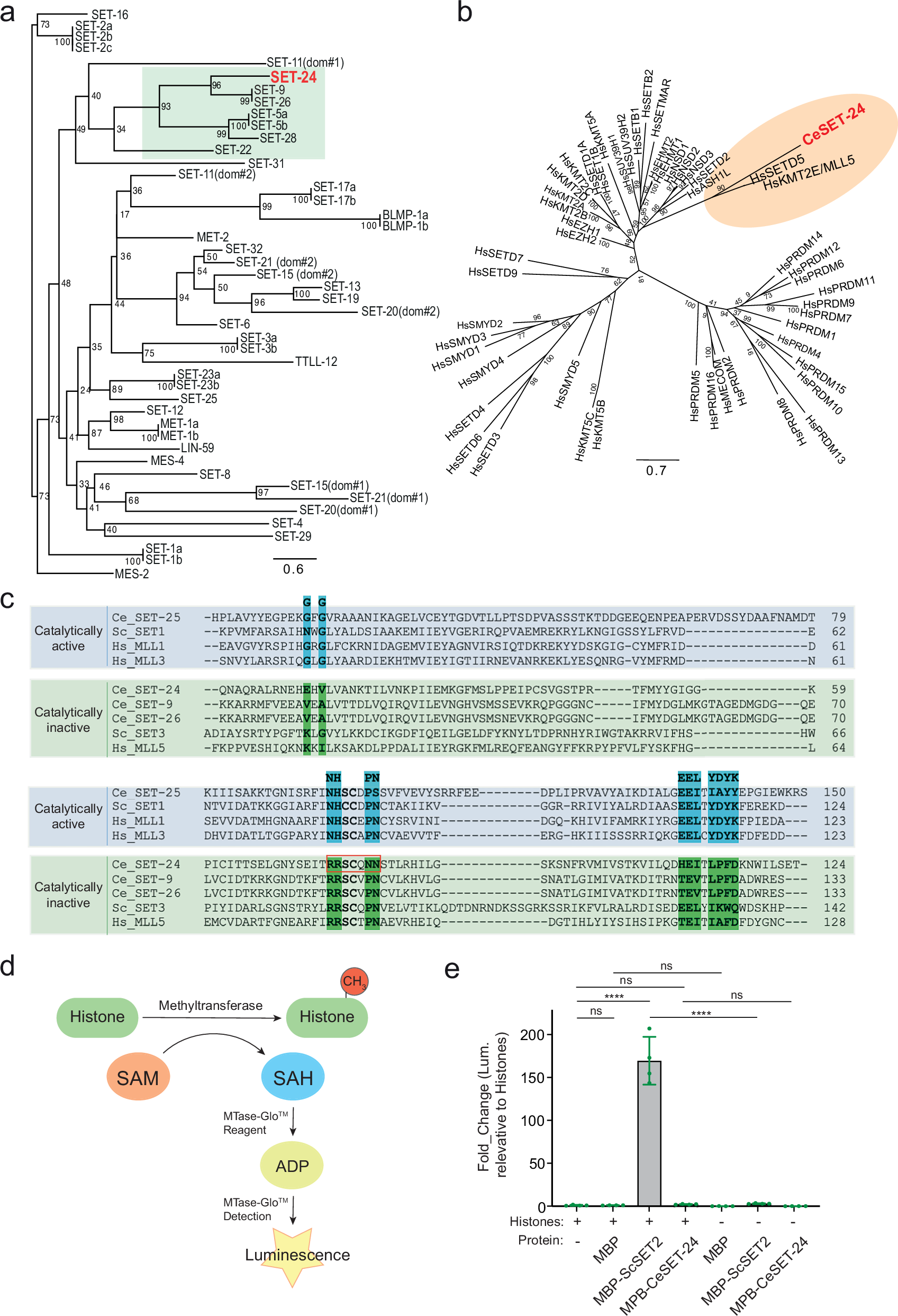 Fig. 1: The SET domain of SET-24 is a member of the ScSet3 SET subfamily and is catalytically inactive.
