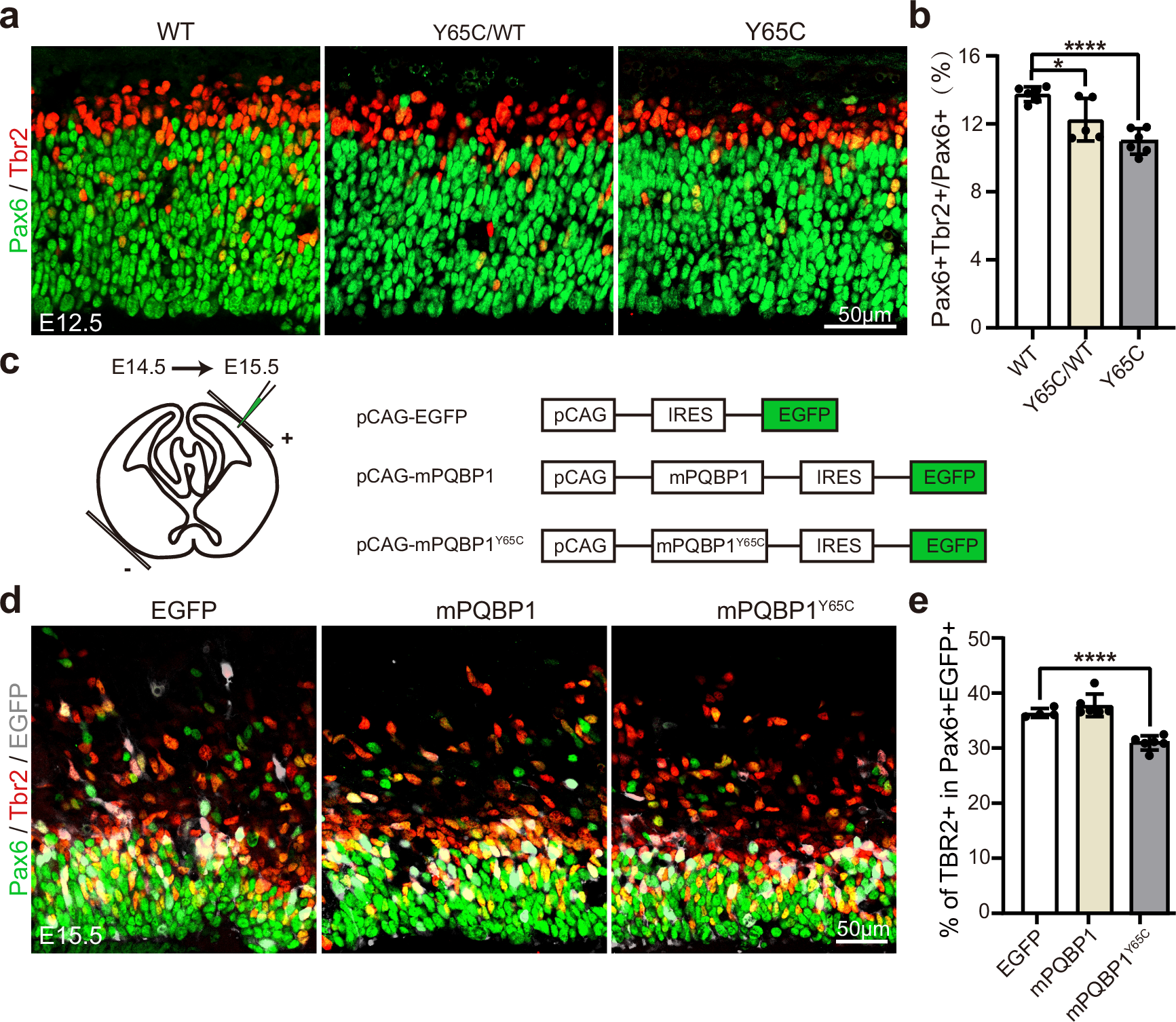 Fig. 6: The Y65C mutation confers a gain-of-function phenotype that disrupts AP-to-BP transition.