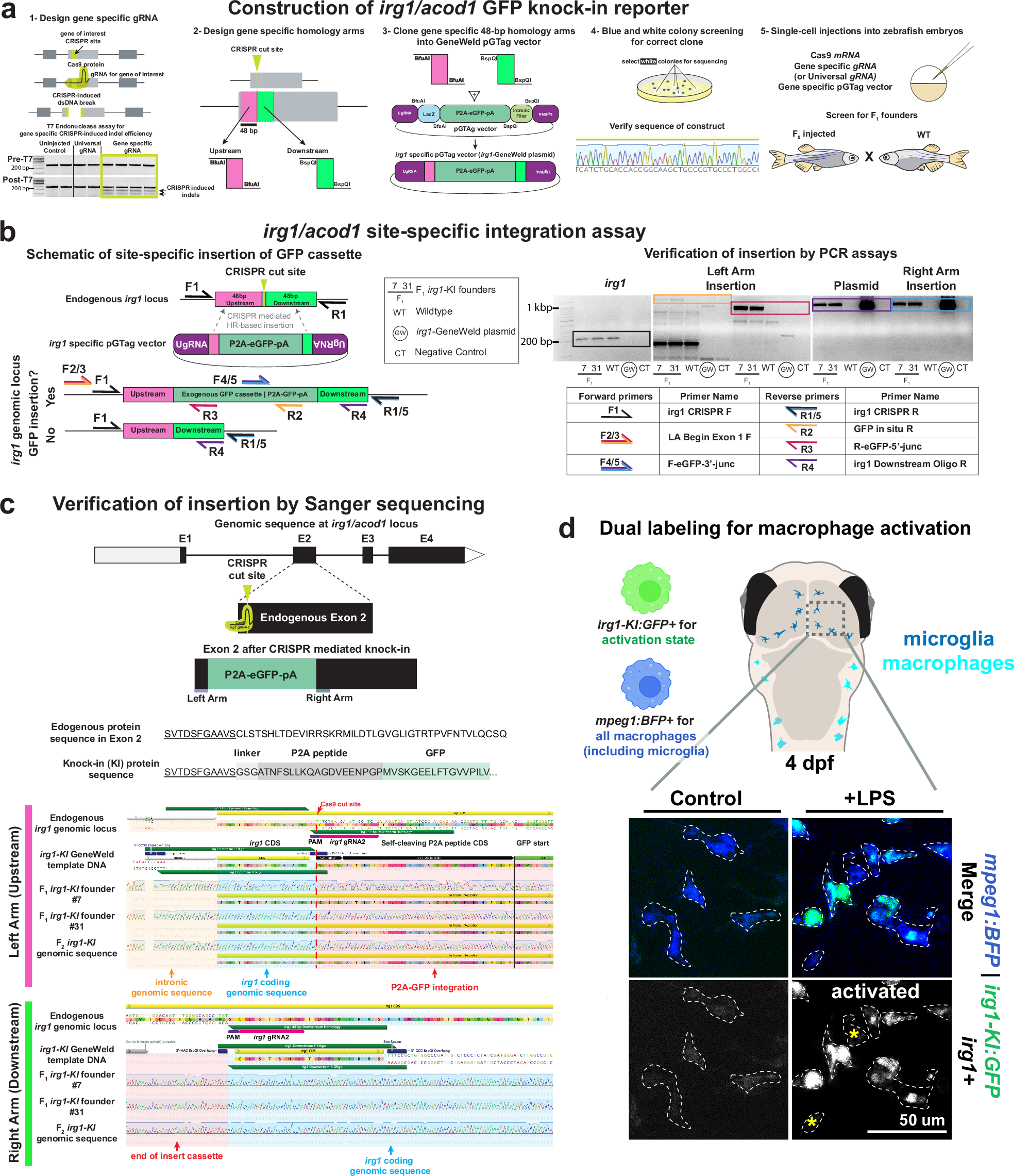 Fig. 1: Construction of zebrafish irg1/acod1 GFP knock-in for tracking the dynamics of macrophage activation in vivo.