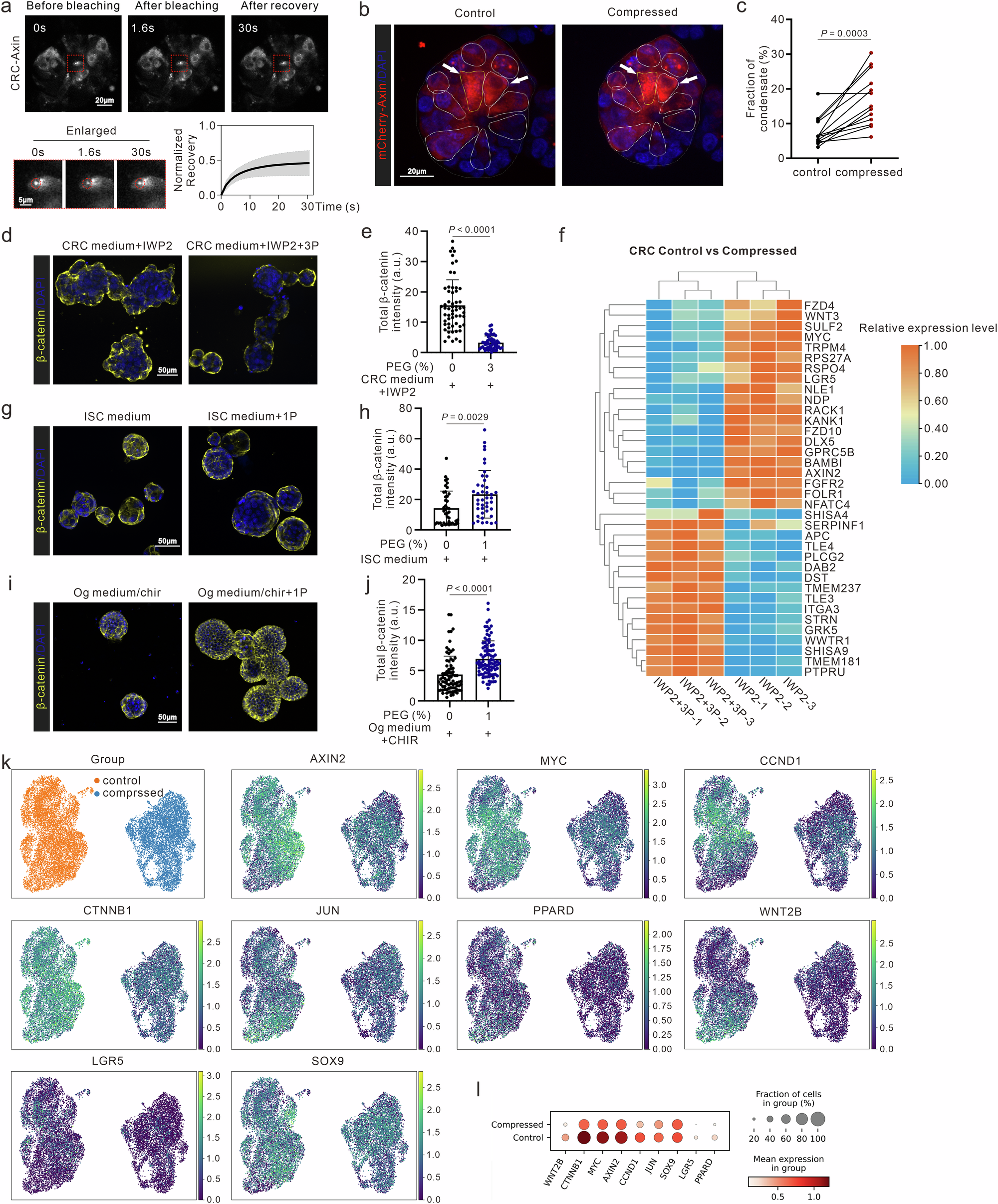 Fig. 4: The bidirectional regulation of Wnt by the mechano-biochemical operational amplifier is enabled by AXIN phase separation.