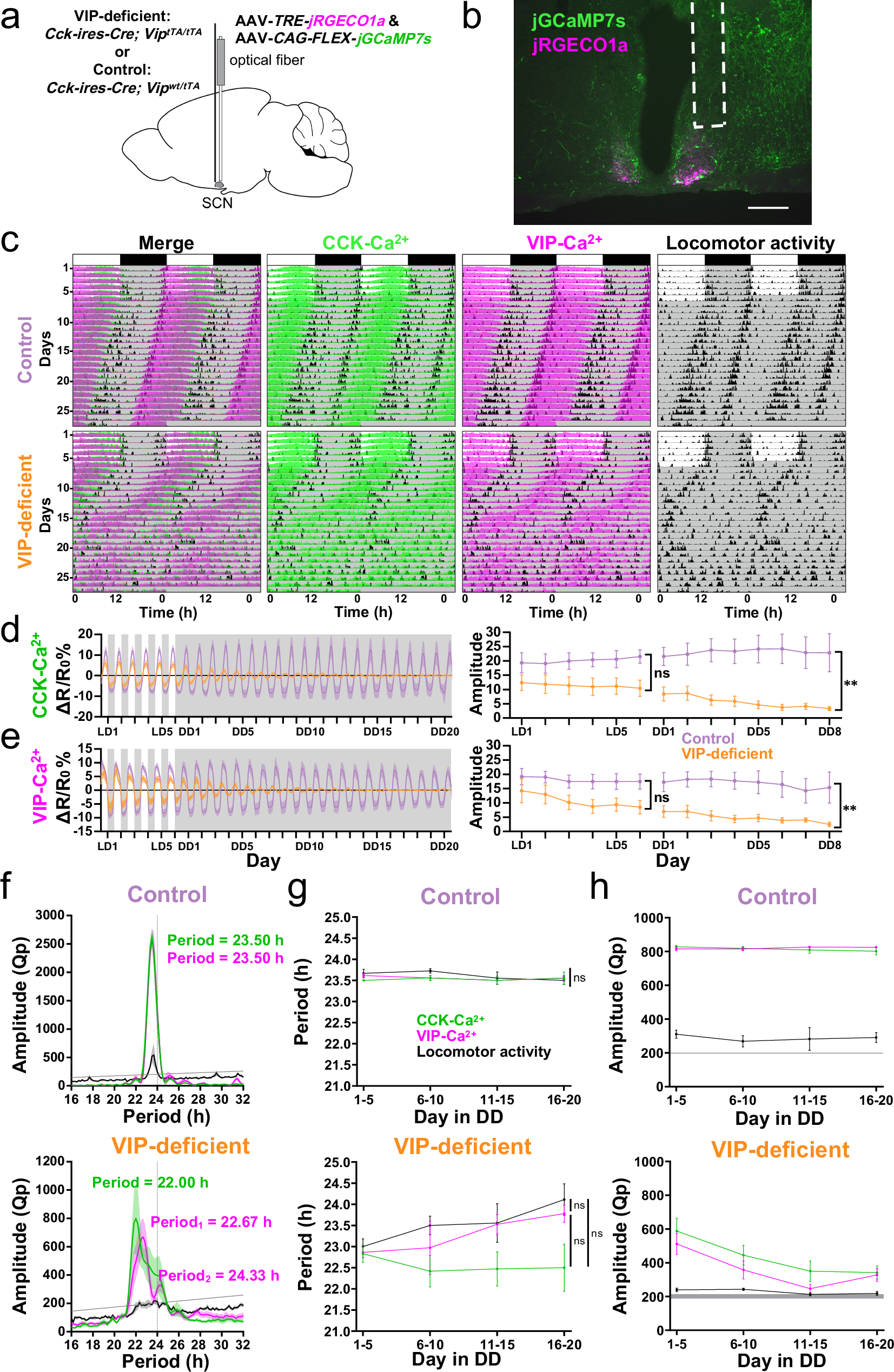Fig. 4: CCK-Ca2+ rhythm in VIP-deficient mice rapidly attenuates in DD.