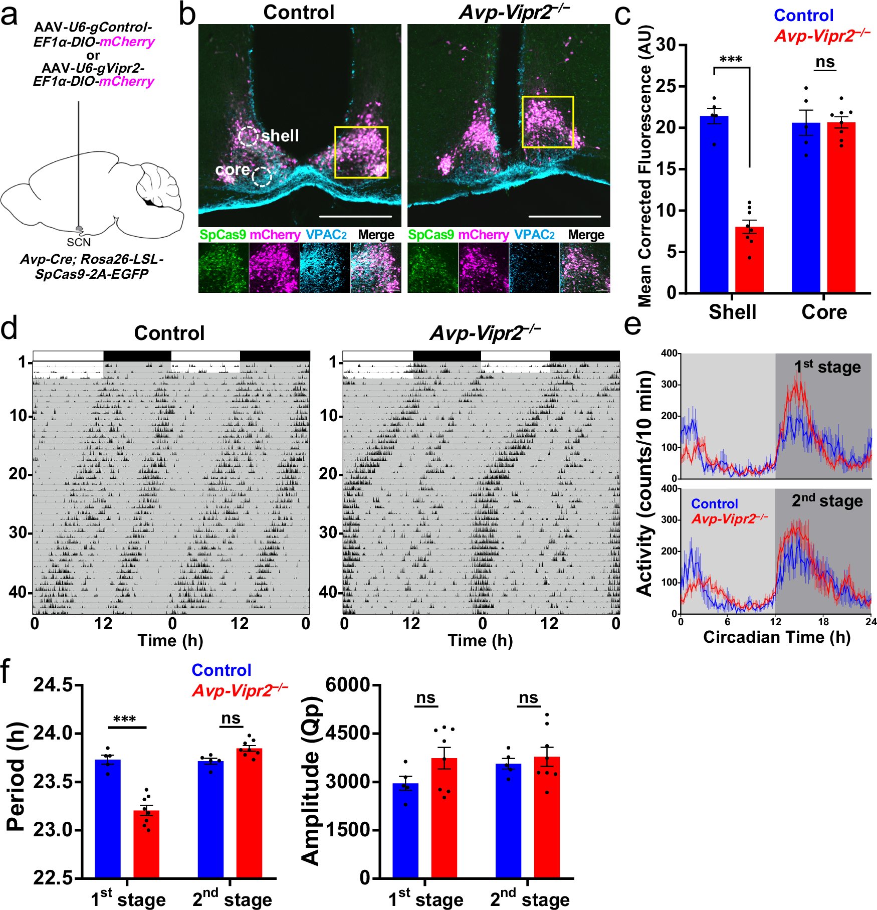Fig. 5: VPAC2 dysfunction in AVP neurons acutely shortens the free-running period.