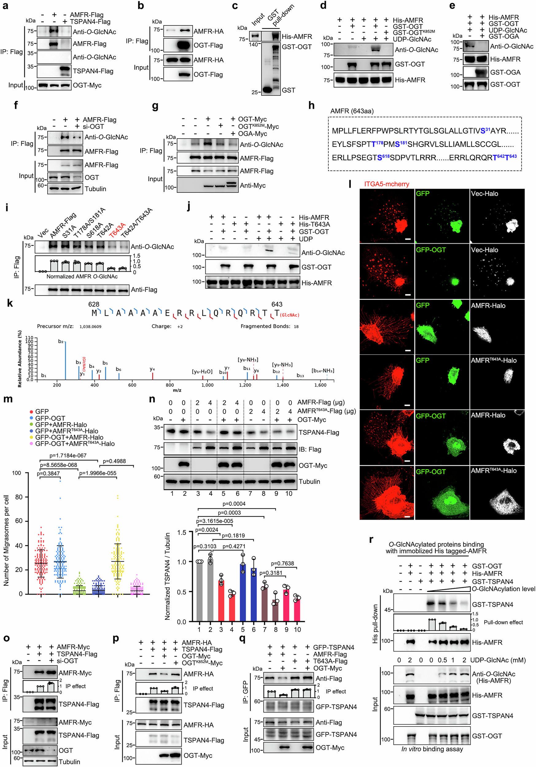 Fig. 5: O-GlcNAcylation of AMFR impairs AMFR-TSPAN4 interactions.