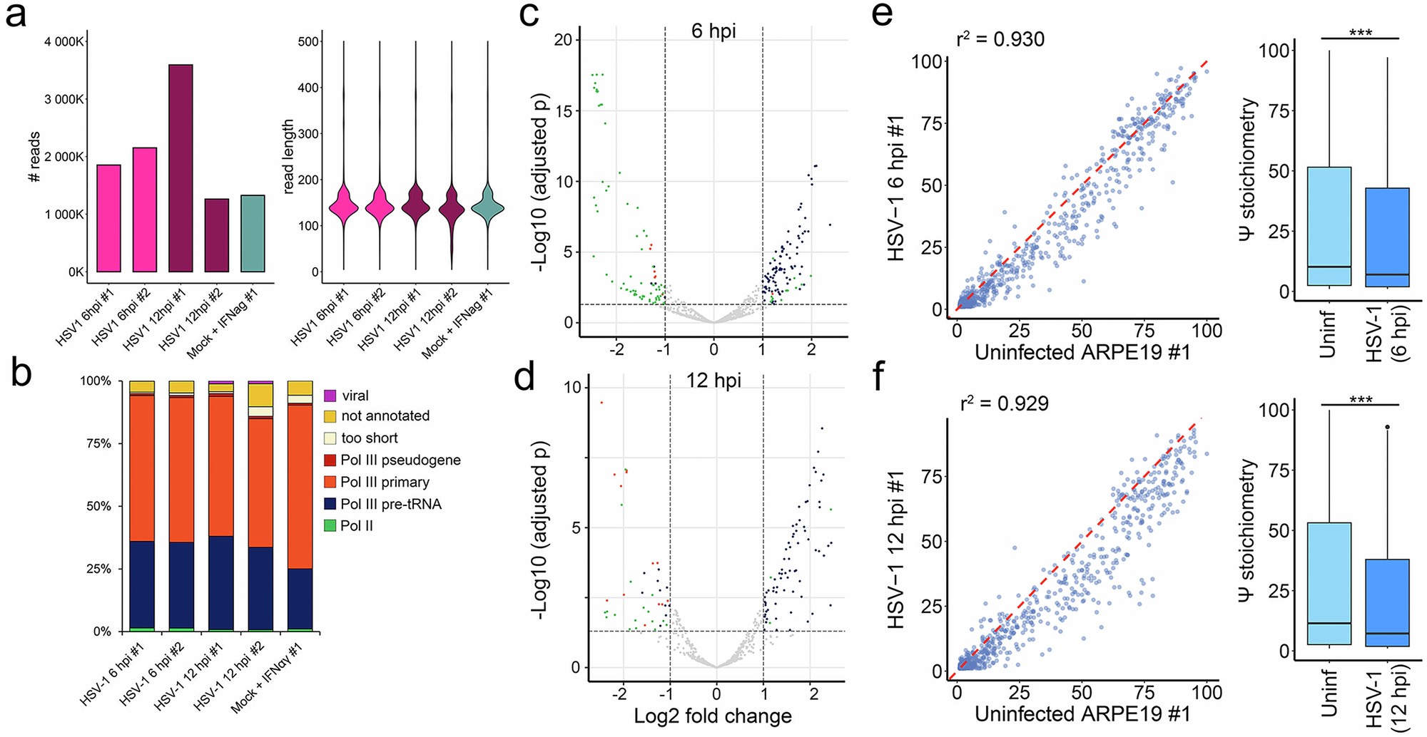 Fig. 6: HSV-1 infection regulates pre-tRNA expression and Ψ installation.