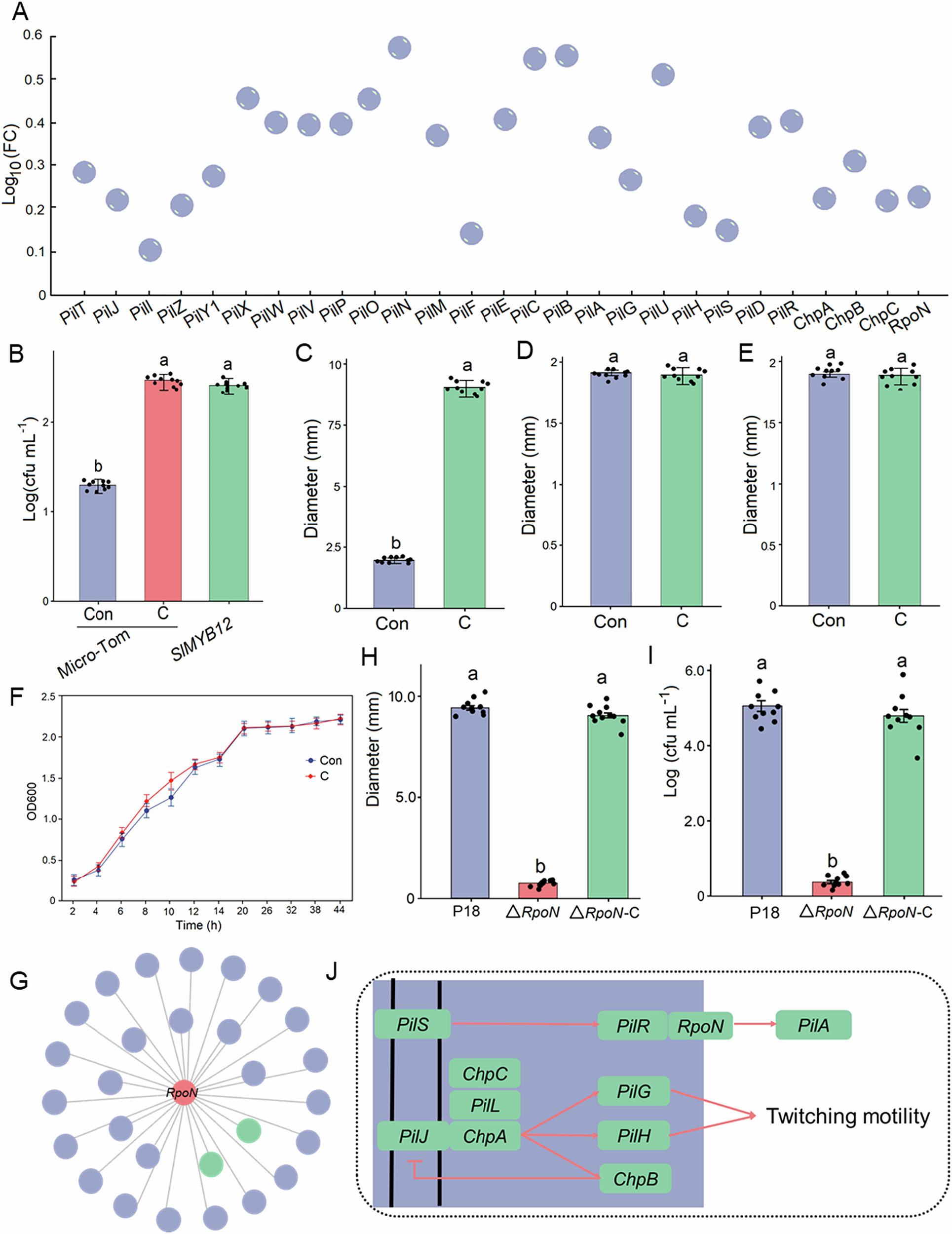 Fig. 4: Flavonoids mediate rhizosphere enrichment of Lysobacter soli P18 by enhancing bacterial motility and colonisation.