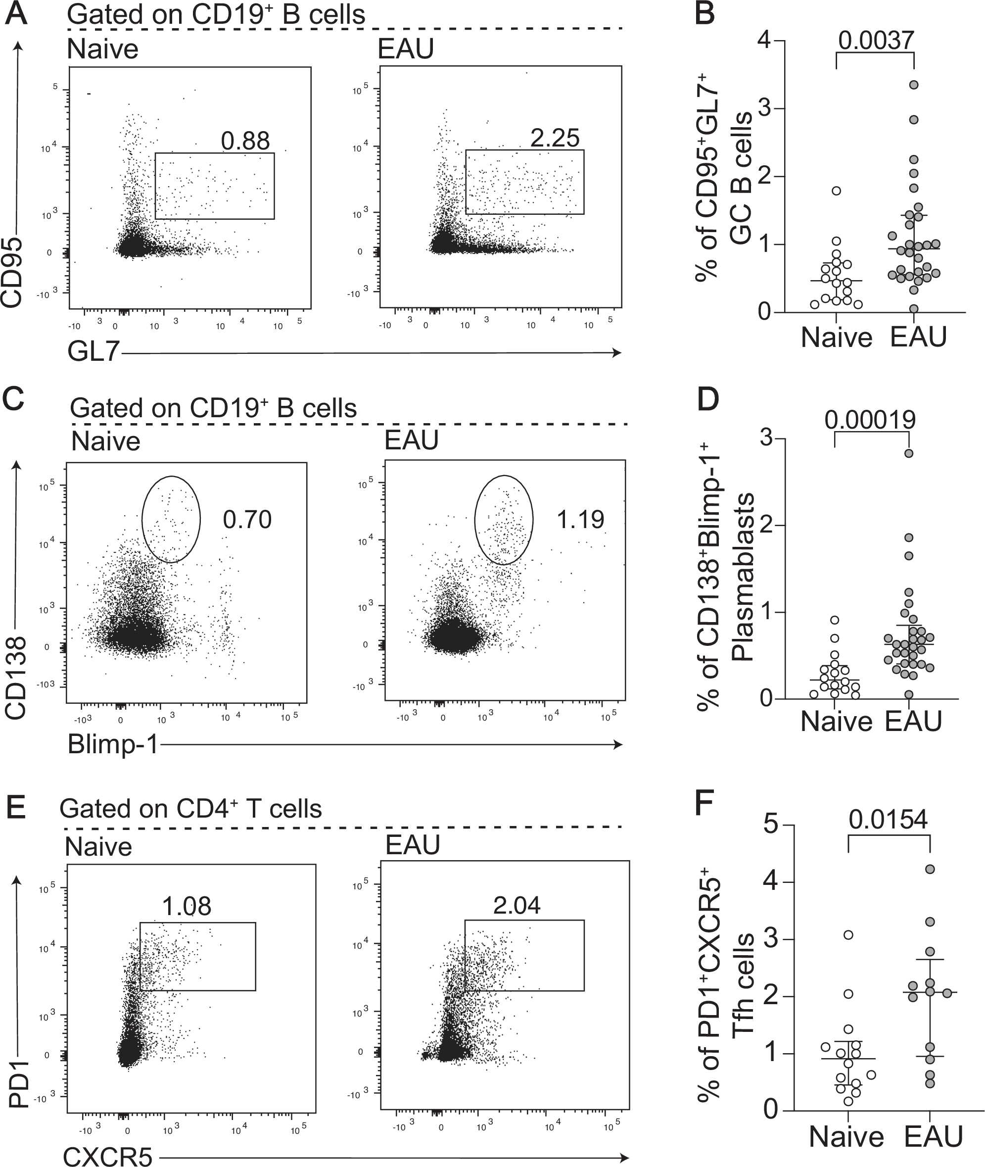 Fig. 5: EAU mice show features of peripheral antigen activation and heightened germinal centre reactions in the B cell compartment.