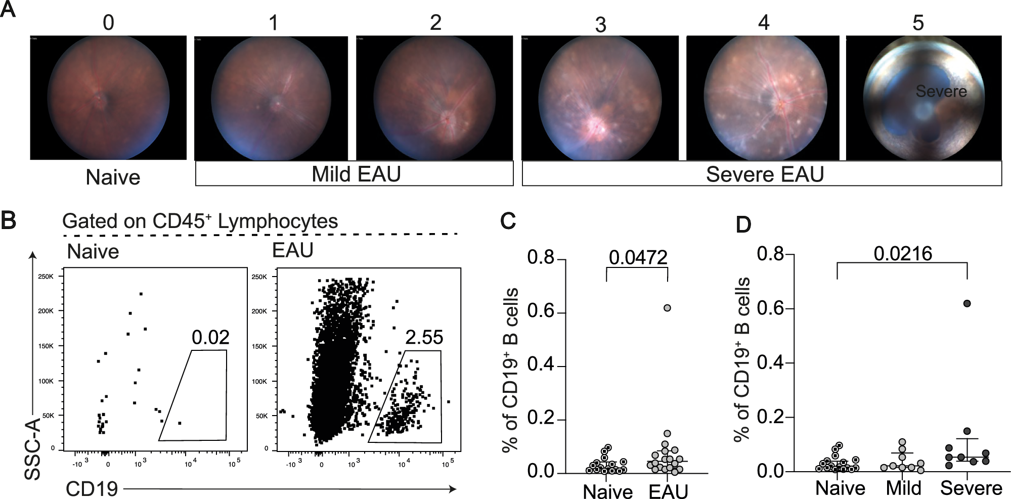 Fig. 6: B cells infiltrate the retinas of mice, specifically in those with severe uveitis.