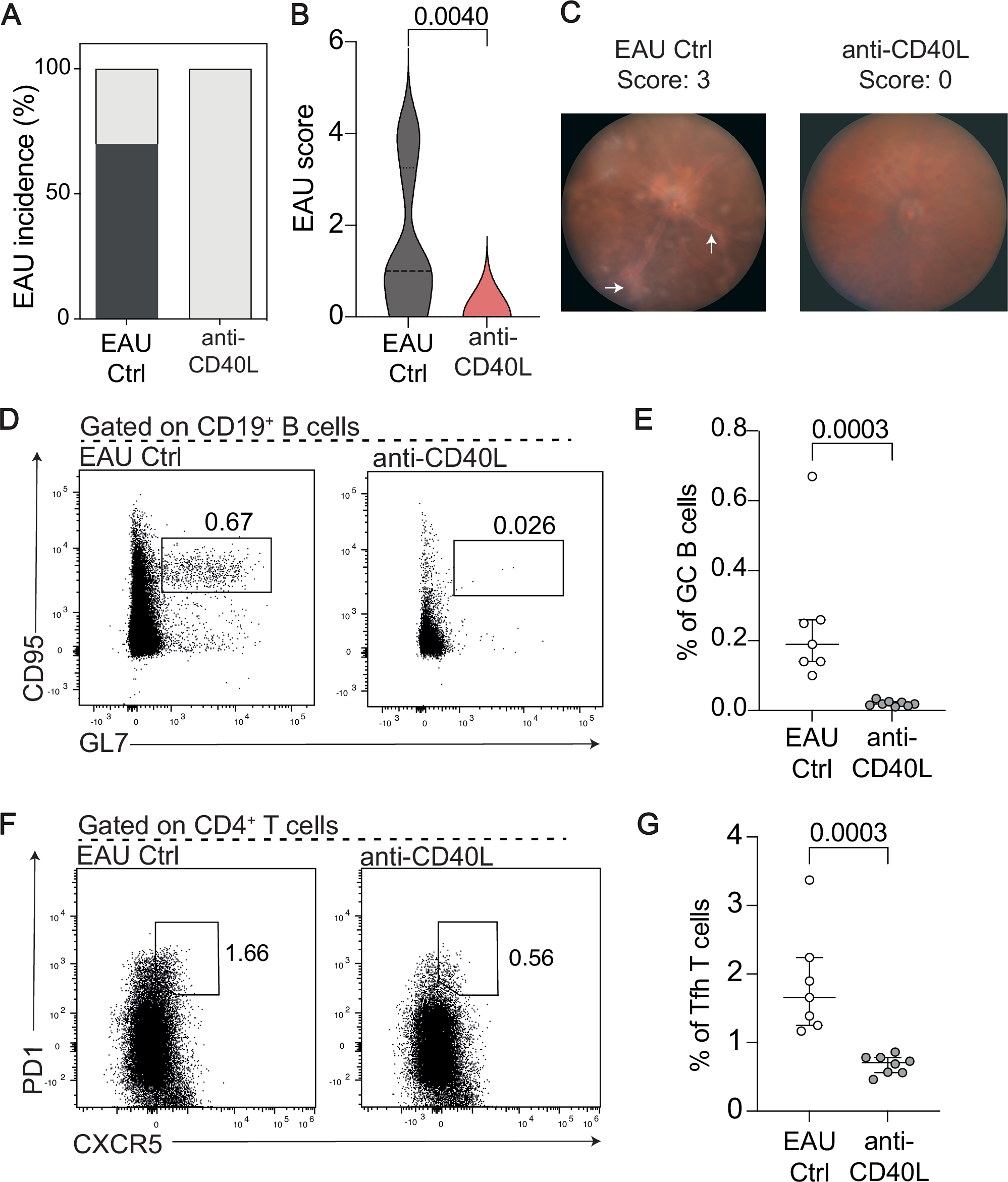 Fig. 7: Modulation of B cell:T cell interactions via CD40L antagonism suppresses uveitis severity in vivo.