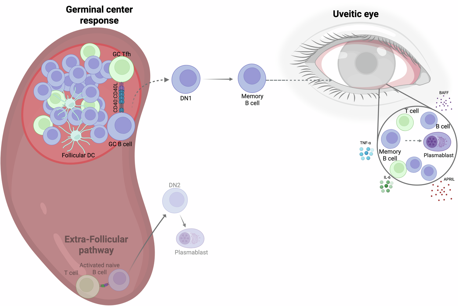Fig. 9: Proposed schematic showing new hypothesis for how dysregulated B and T cell interactions could contribute to pathogenesis of JIA-uveitis.