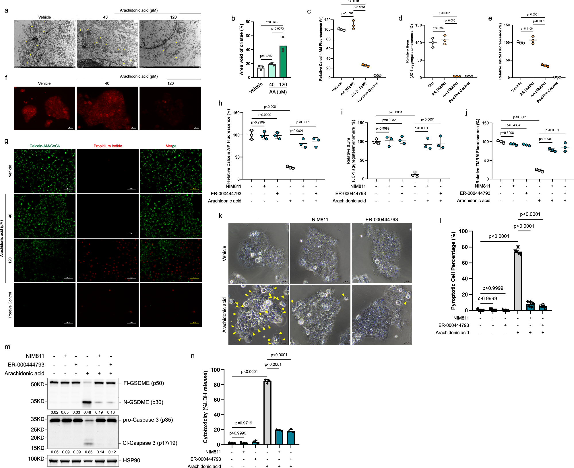 Fig. 3: Arachidonic acid induced irreversible mPT is necessary trigger of pyroptosis.