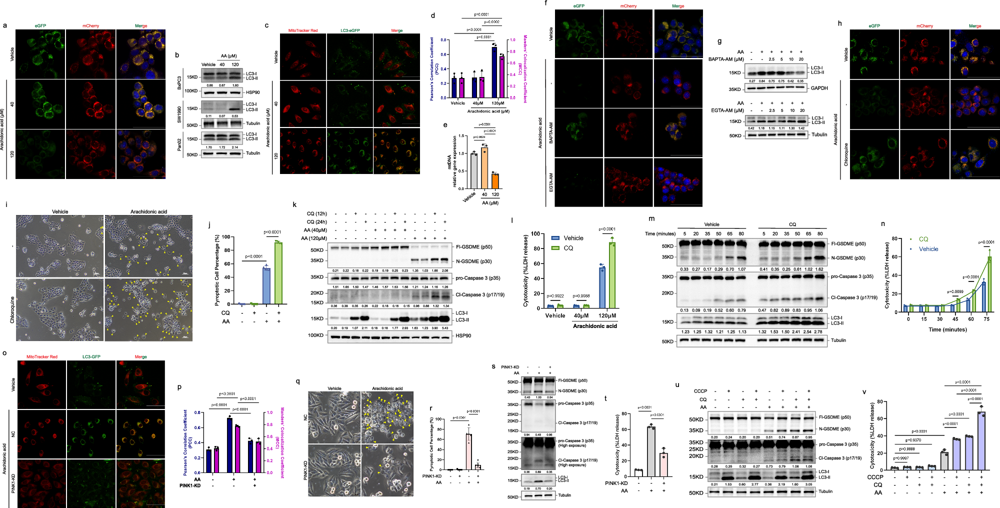 Fig. 5: Non-autophagic function of mitophagy induced by arachidonic acid determines mPT-triggered pyroptosis.