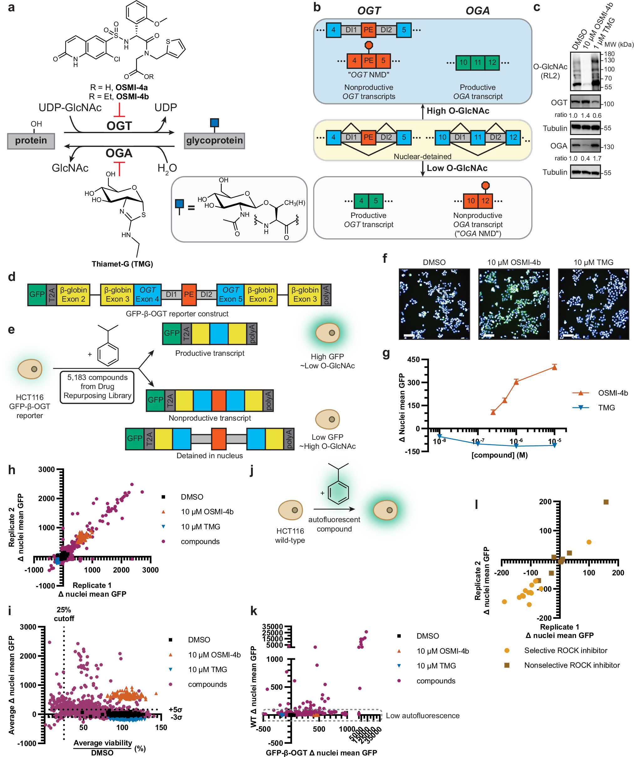 Fig. 1: Drug repurposing screen to identify modulators of O-GlcNAc.