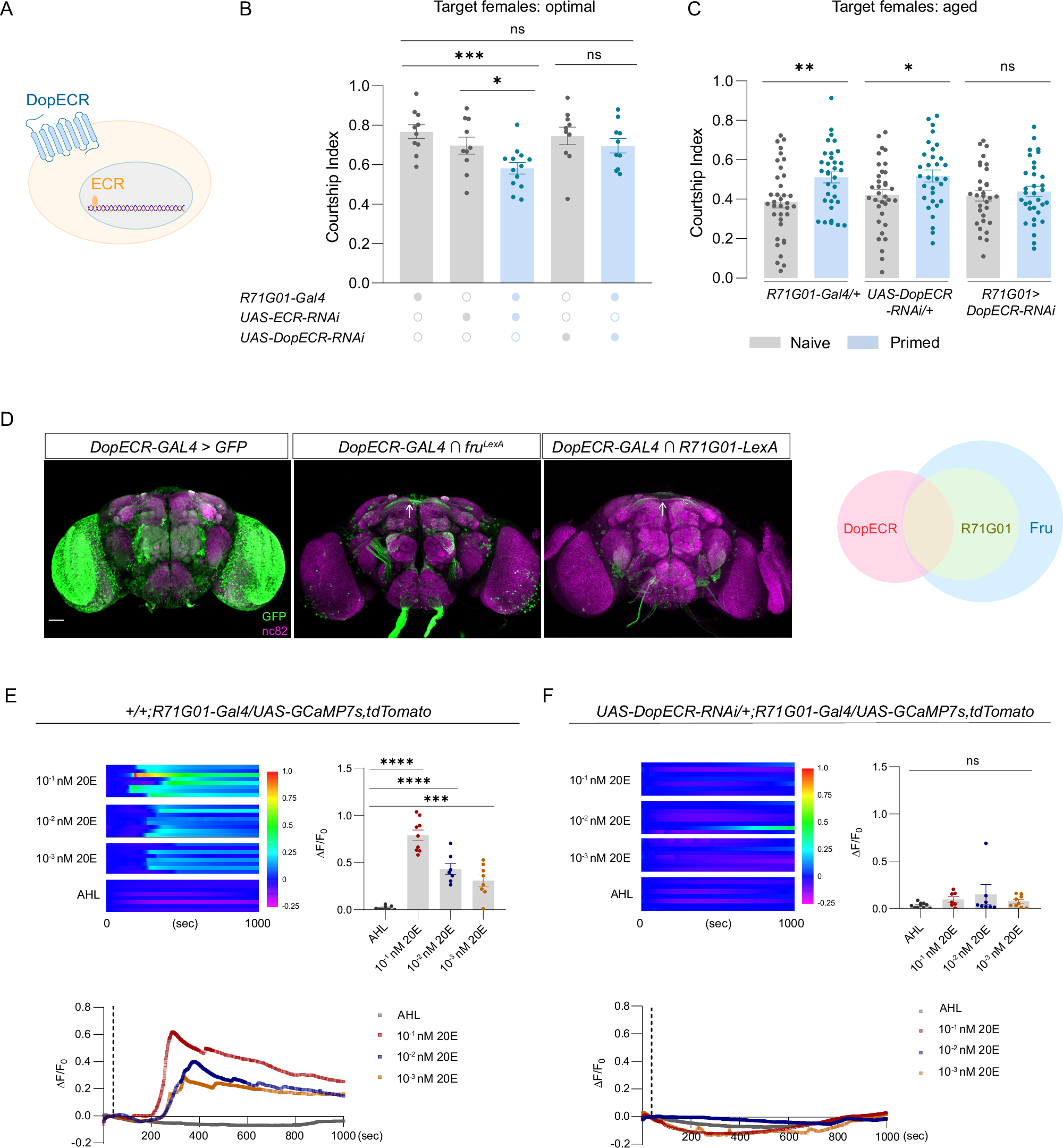 Fig. 3: 20E activates P1 neurons to regulate male flies’ sexual drive.
