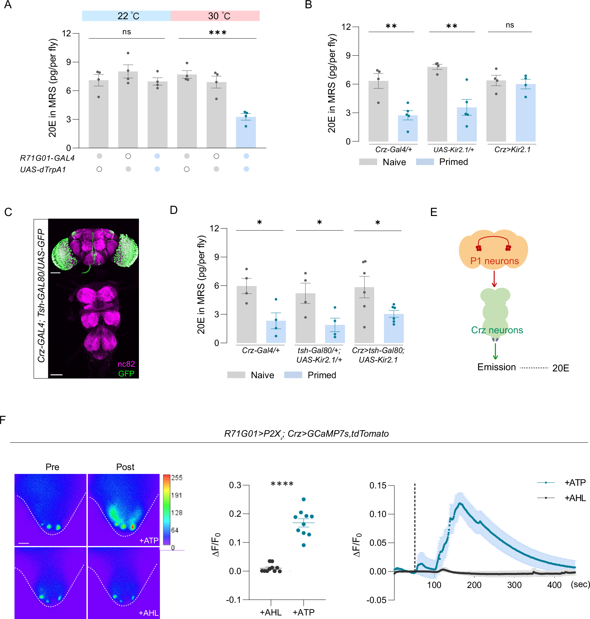 Fig. 4: A brain-gonad axis controls 20E released from the male reproductive system.