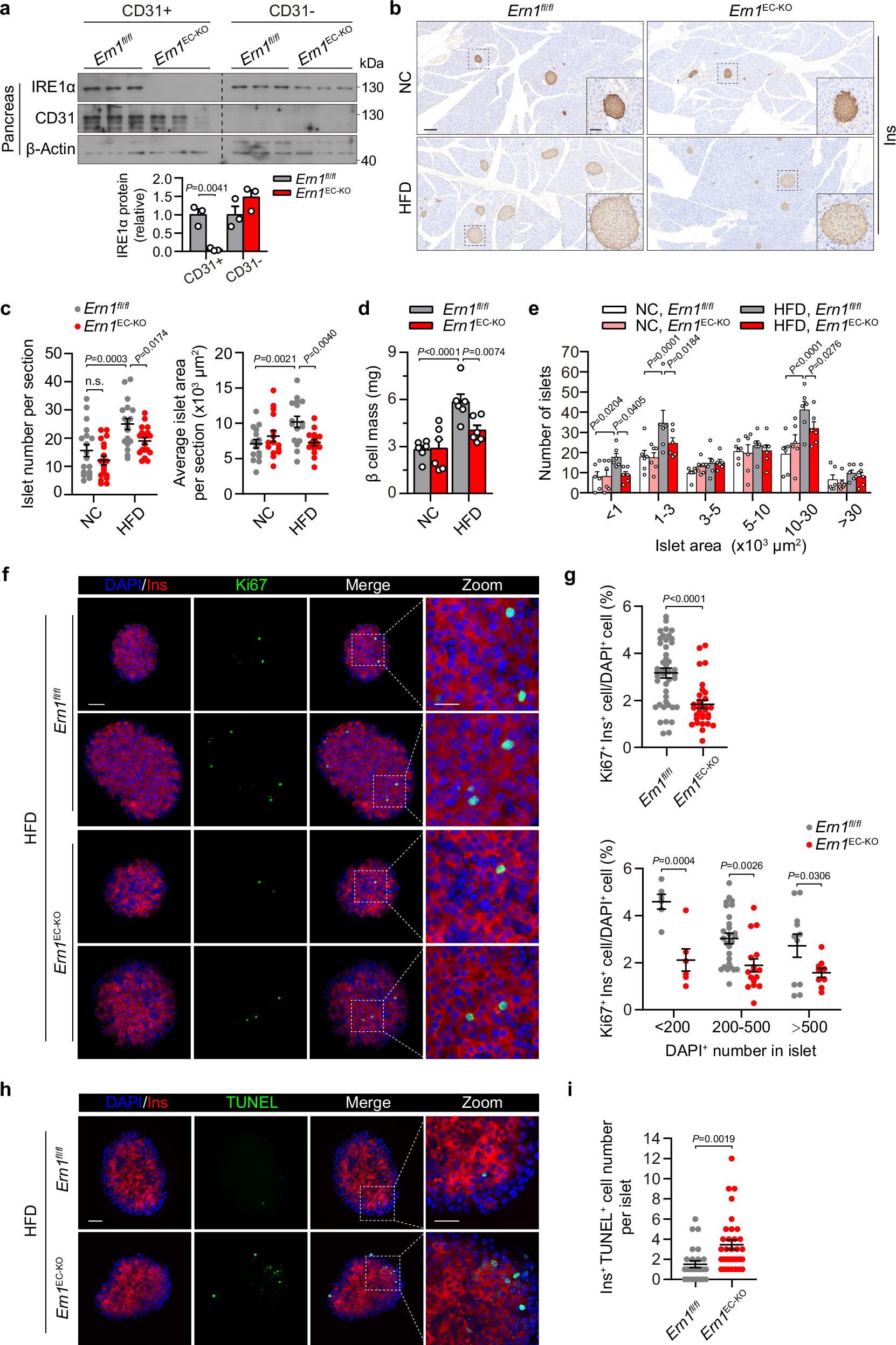 Fig. 2: IRE1α deficiency in ECs leads to impaired compensatory growth of pancreatic islets in HFD-fed male mice.