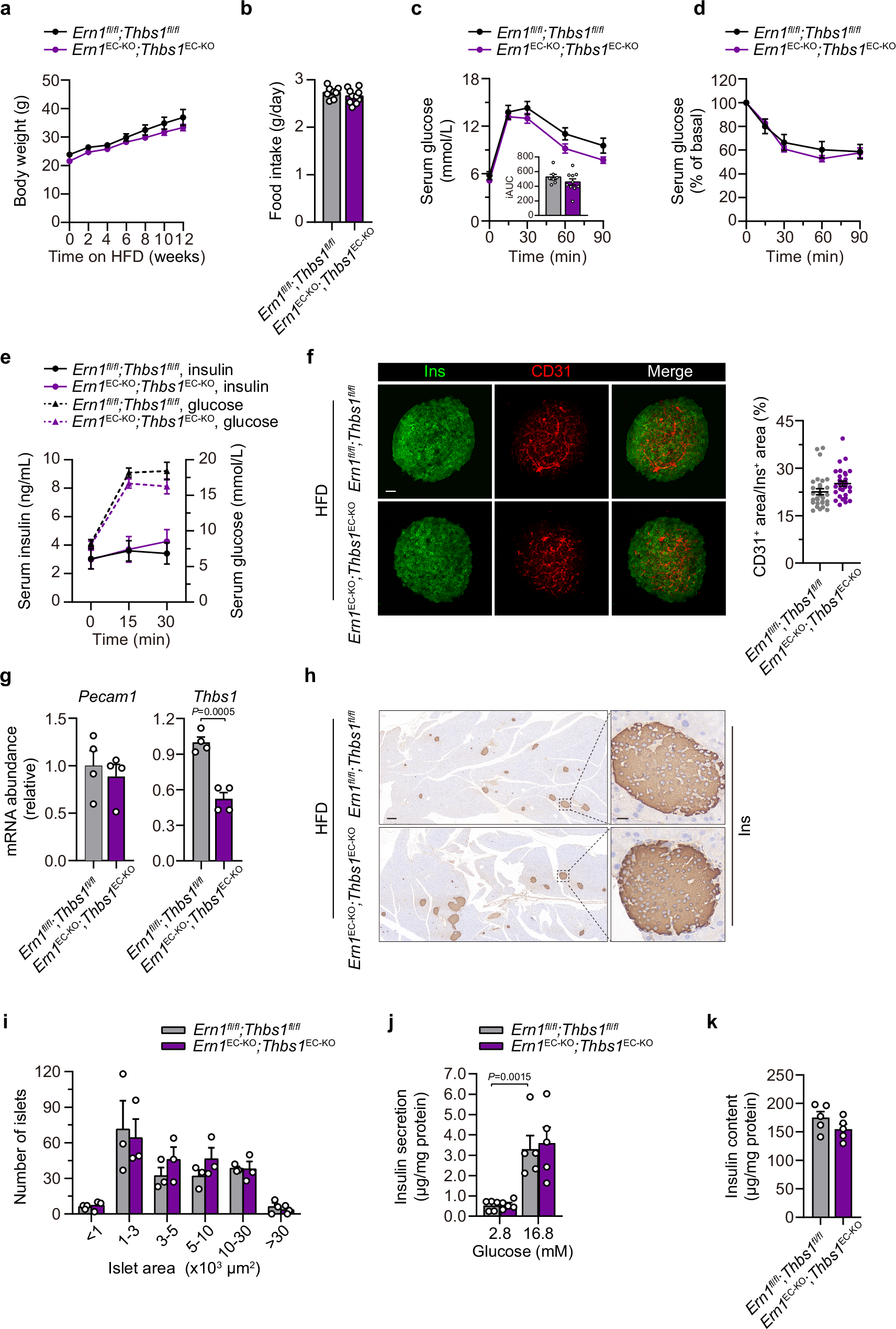 Fig. 8: Depletion of Thbs1 in ECs corrects glucose intolerance and islet dysfunction of HFD-fed male mice with endothelial IRE1α deficiency.