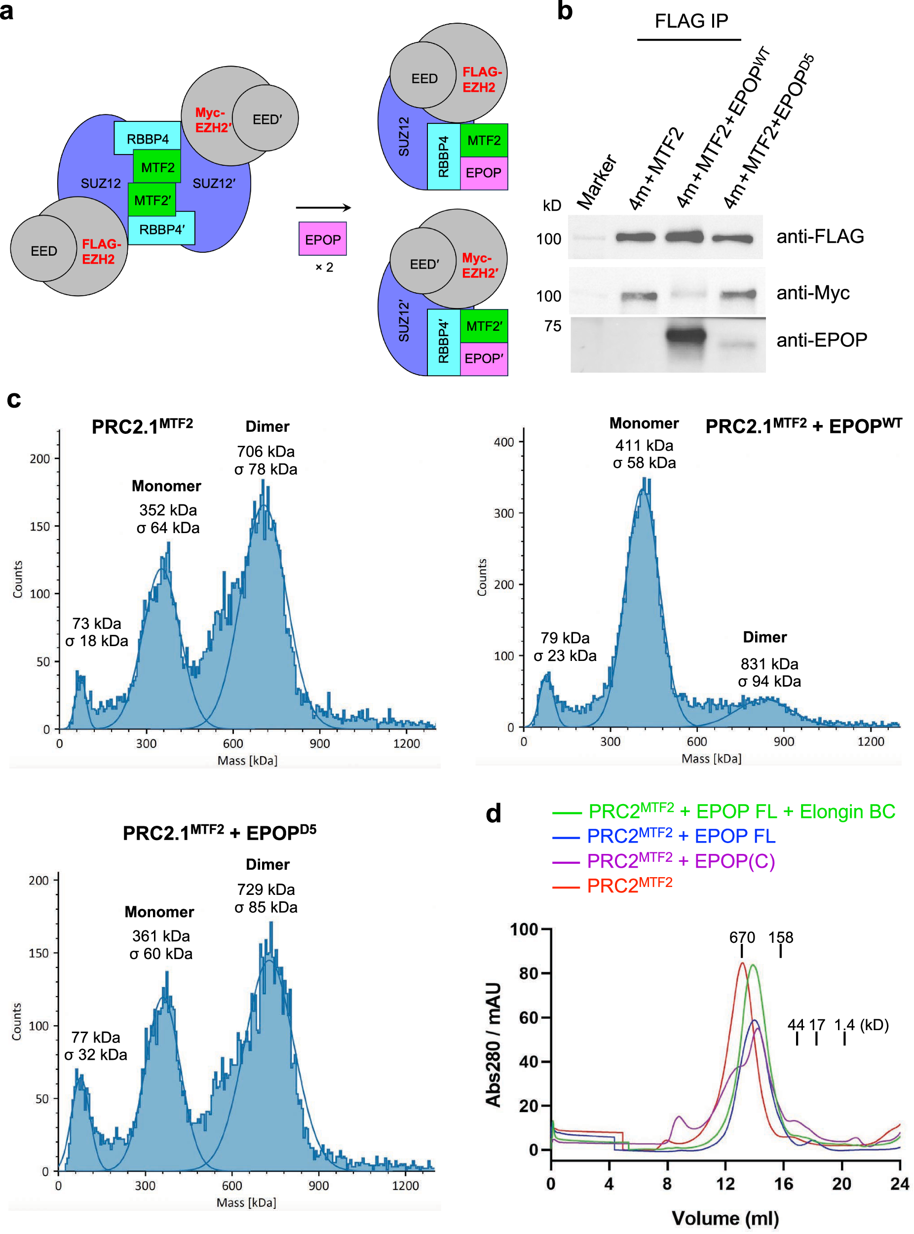 Fig. 3: PRC2.1 dimer disruption by EPOP in vitro.