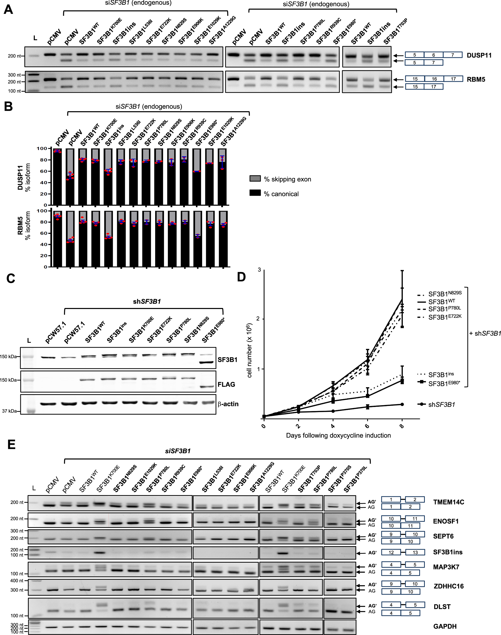 Fig. 3: Functional characterization of SF3B1 missense variants in K562 cells.