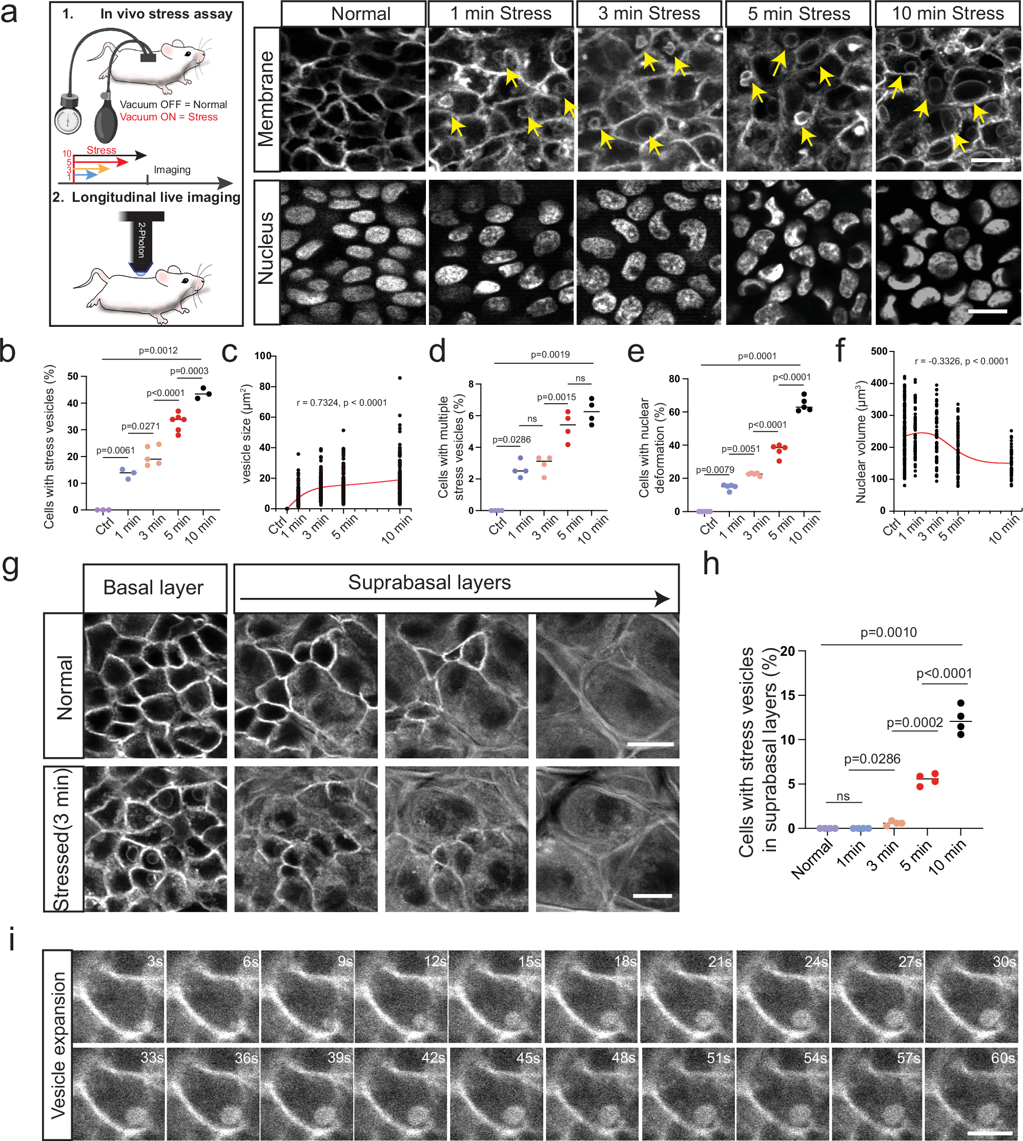 Fig. 1: Live imaging of epidermal cell behaviors in response to mechanical force.