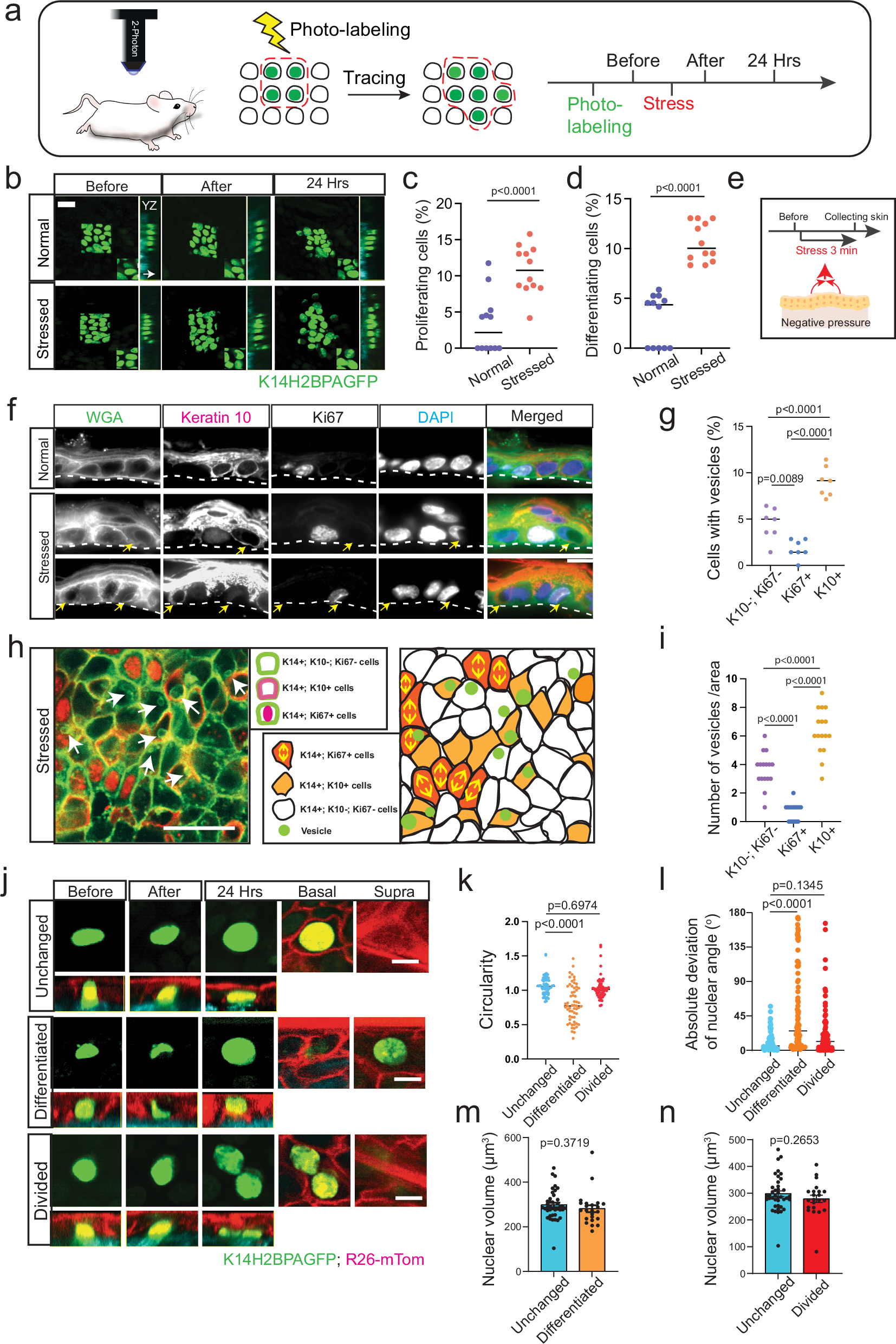Fig. 3: Nuclear deformation links stress vesicles to cell differentiation.