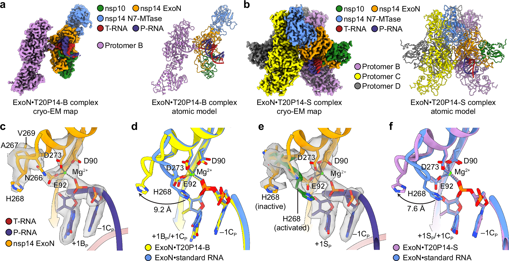 Fig. 3: Structural basis of recognition of bemnifosbuvir and sofosbuvir by SARS-CoV-2 ExoN.