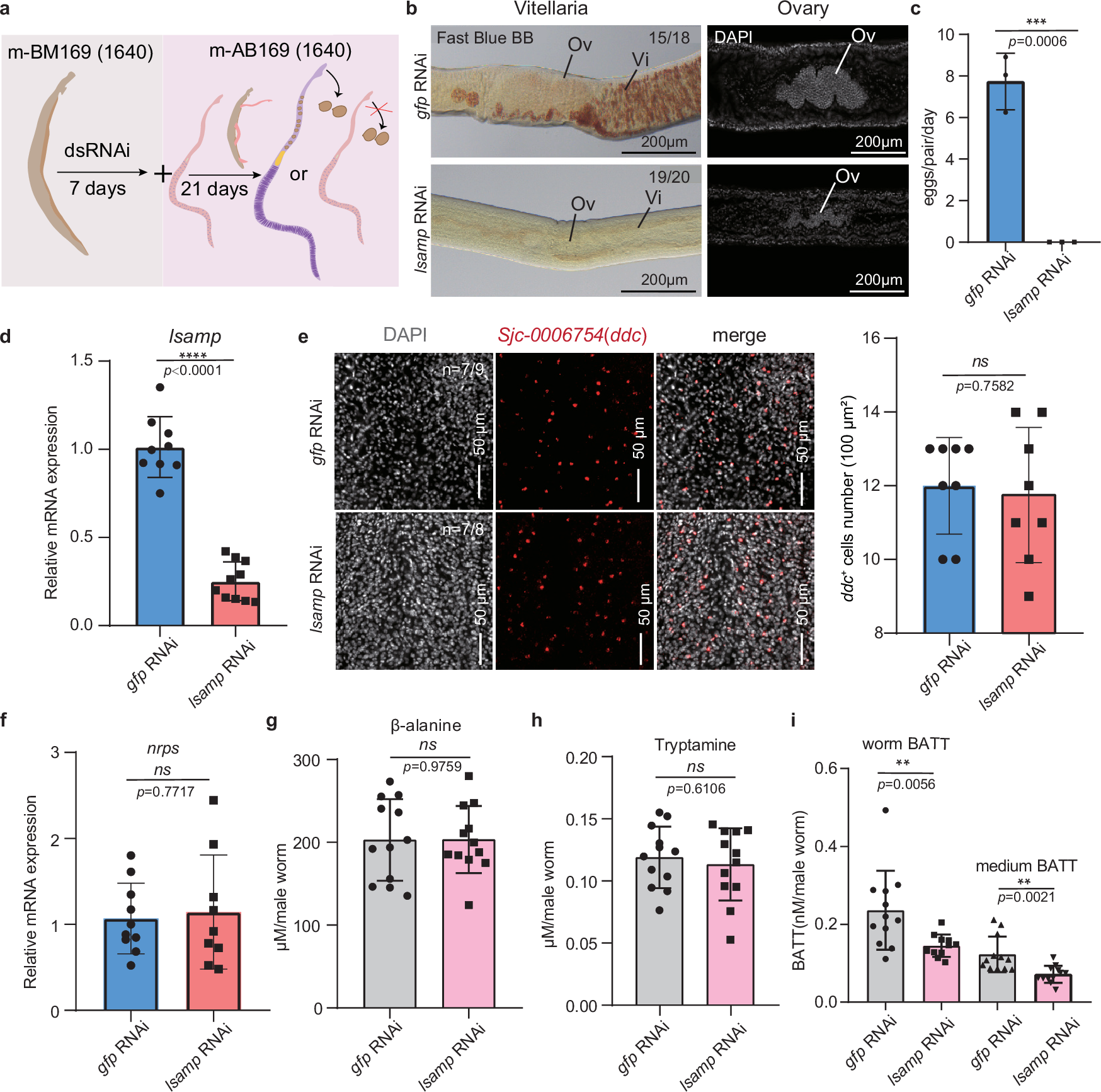 Fig. 4: Male lsamp is essential for female sexual development.