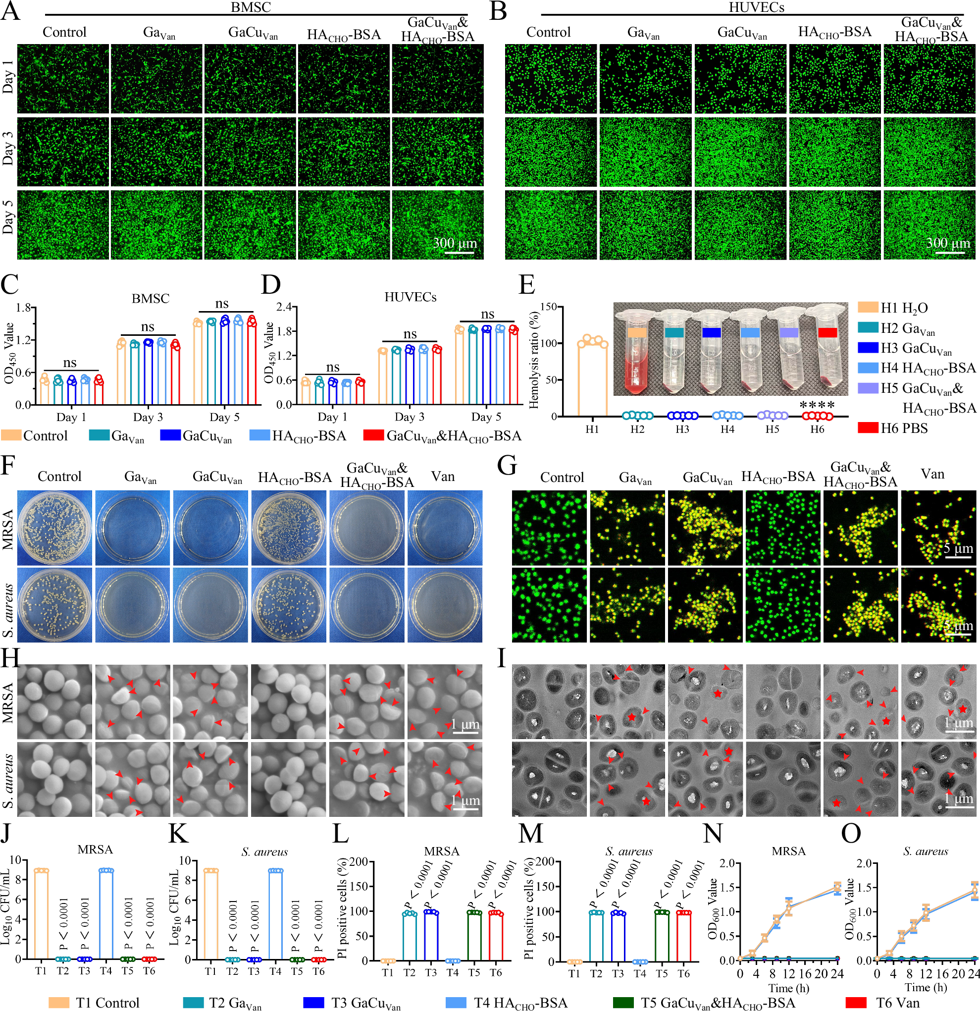 Fig. 4: Biocompatibility and antimicrobial properties of GaCuVan&HACHO-BSA hydrogel.