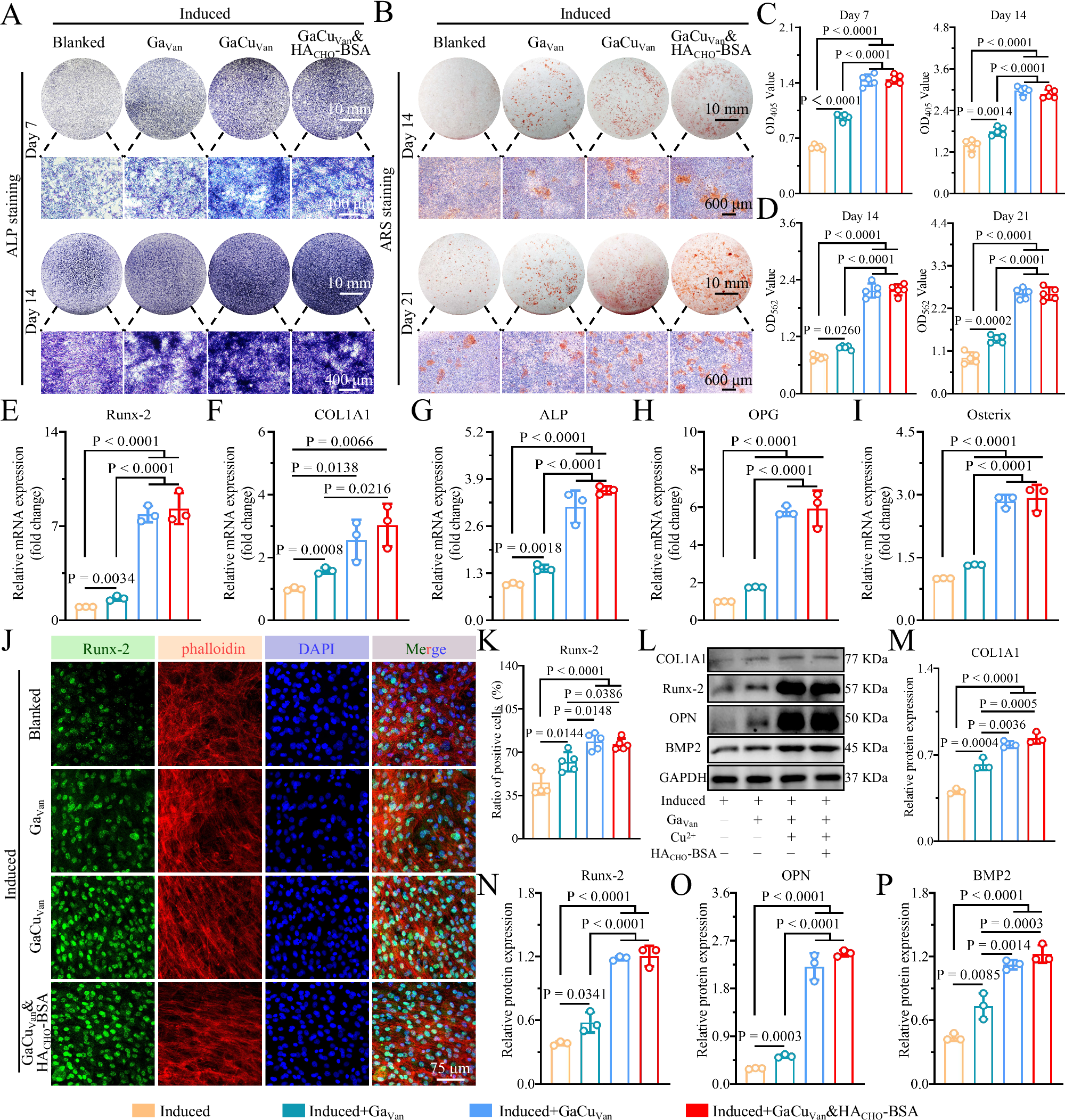 Fig. 6: GaCuVan&HACHO-BSA Hydrogel promoted osteogenesis and upregulated osteogenic differentiation of BMSC.