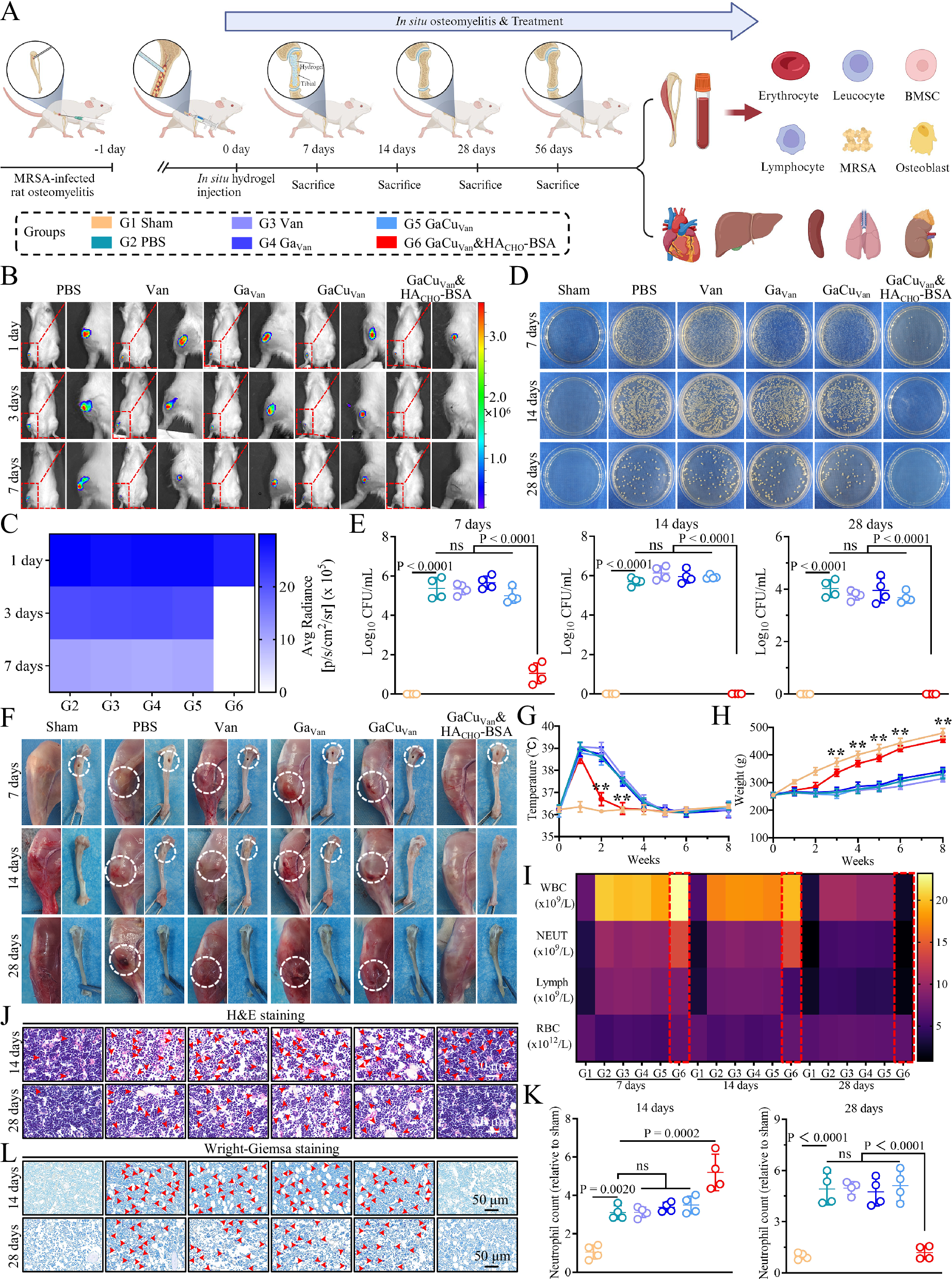 Fig. 7: Bactericidal properties and induction of osteomyelitis regression by in situ administration with GaCuVan&HACHO-BSA hydrogel.