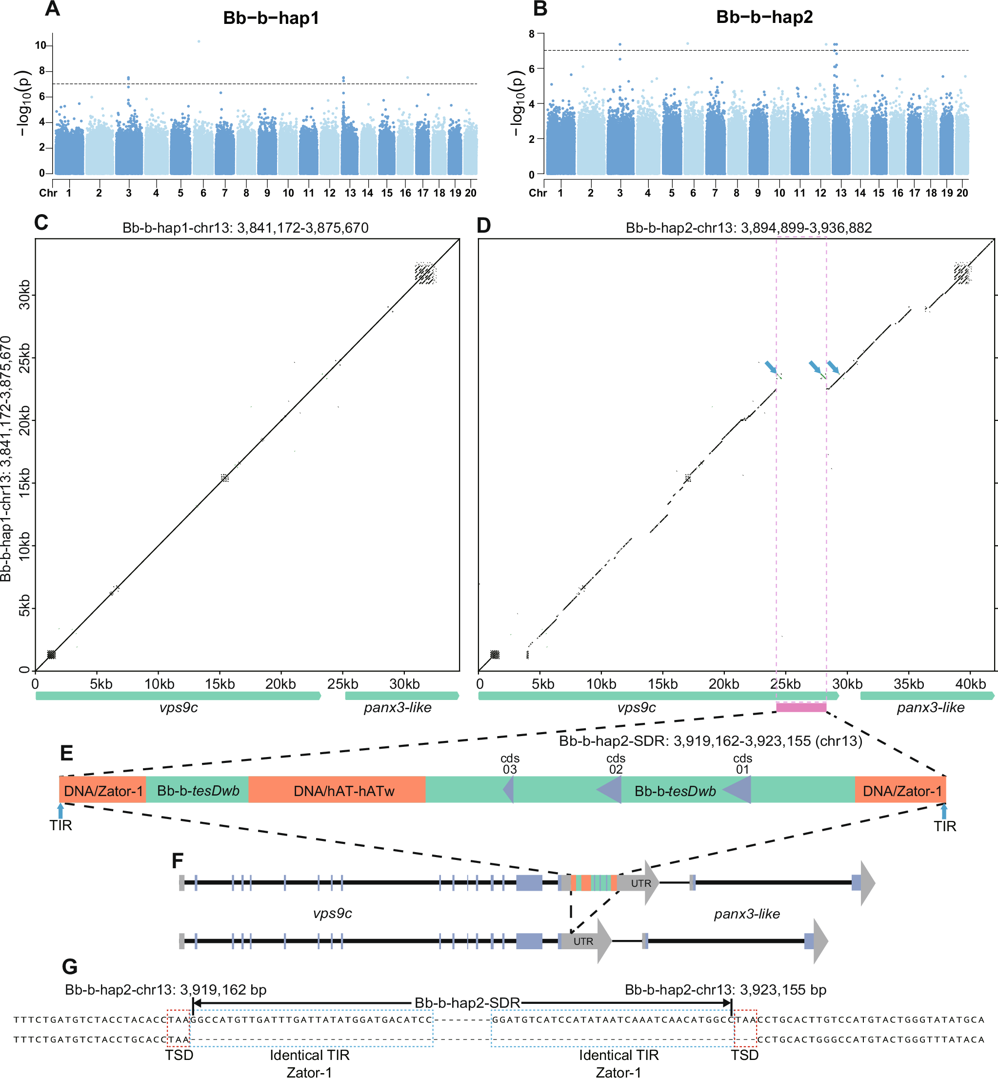 Fig. 2: Identification of the SDR and its features in type b females of Bb.
