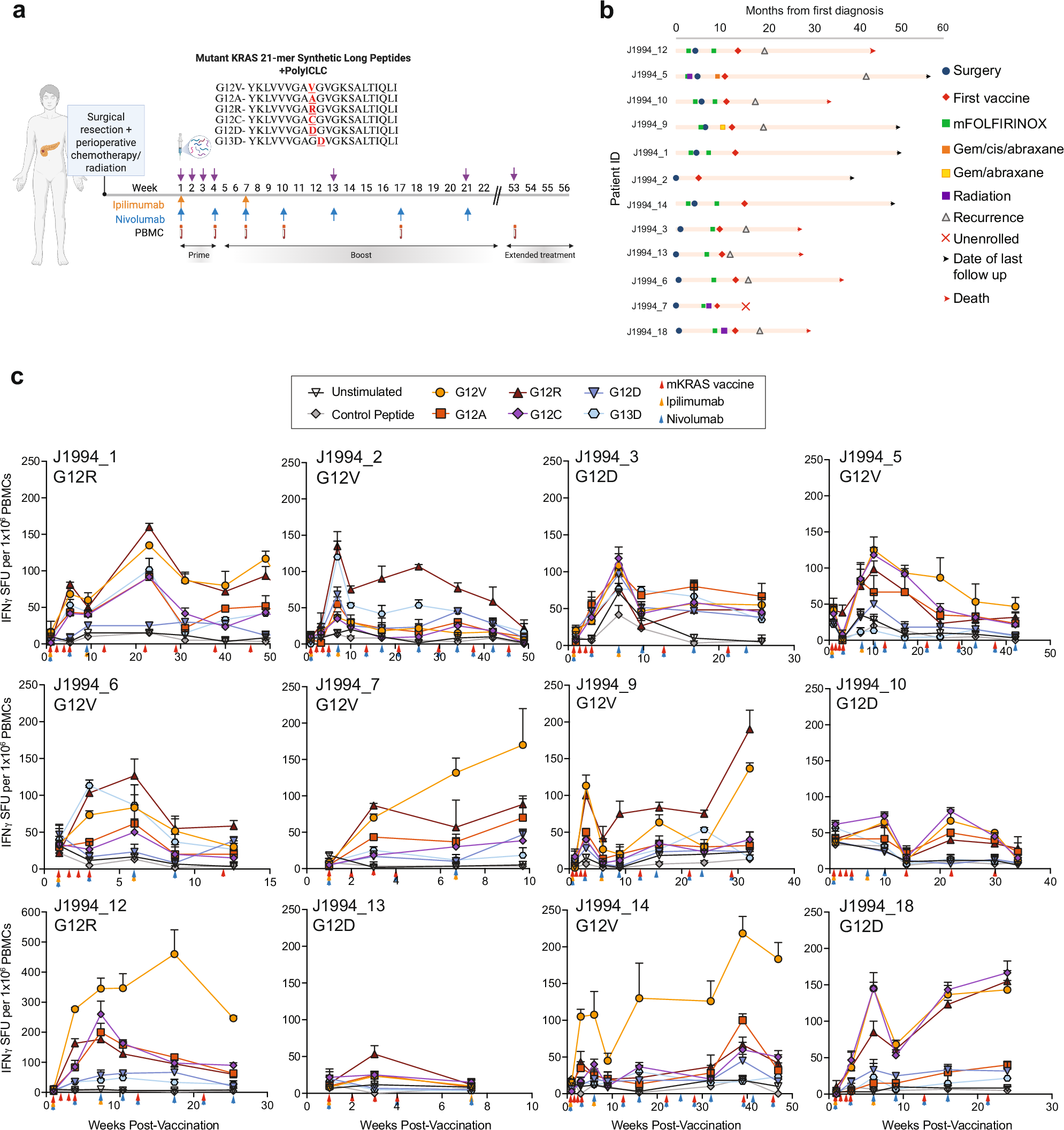 Fig. 1: A pooled mutant KRAS peptide vaccine given in combination with ipilimumab and nivolumab activates mKRAS-specific T cells in patients with resected PDAC.