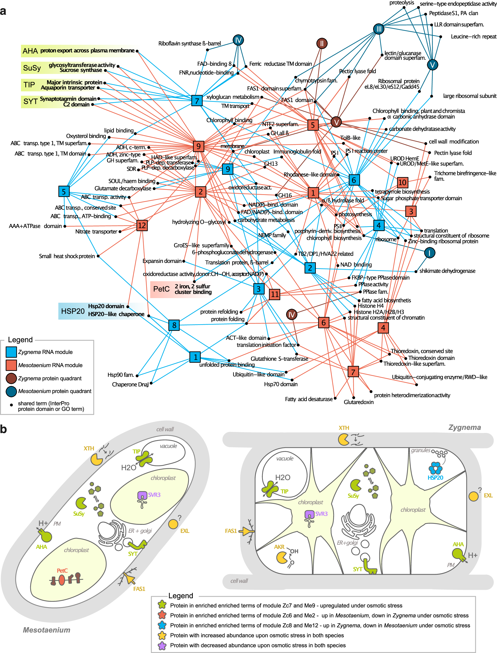 Fig. 5: Integrated network of comparative proteomic and transcriptomic analysis in two zygnematophytes.