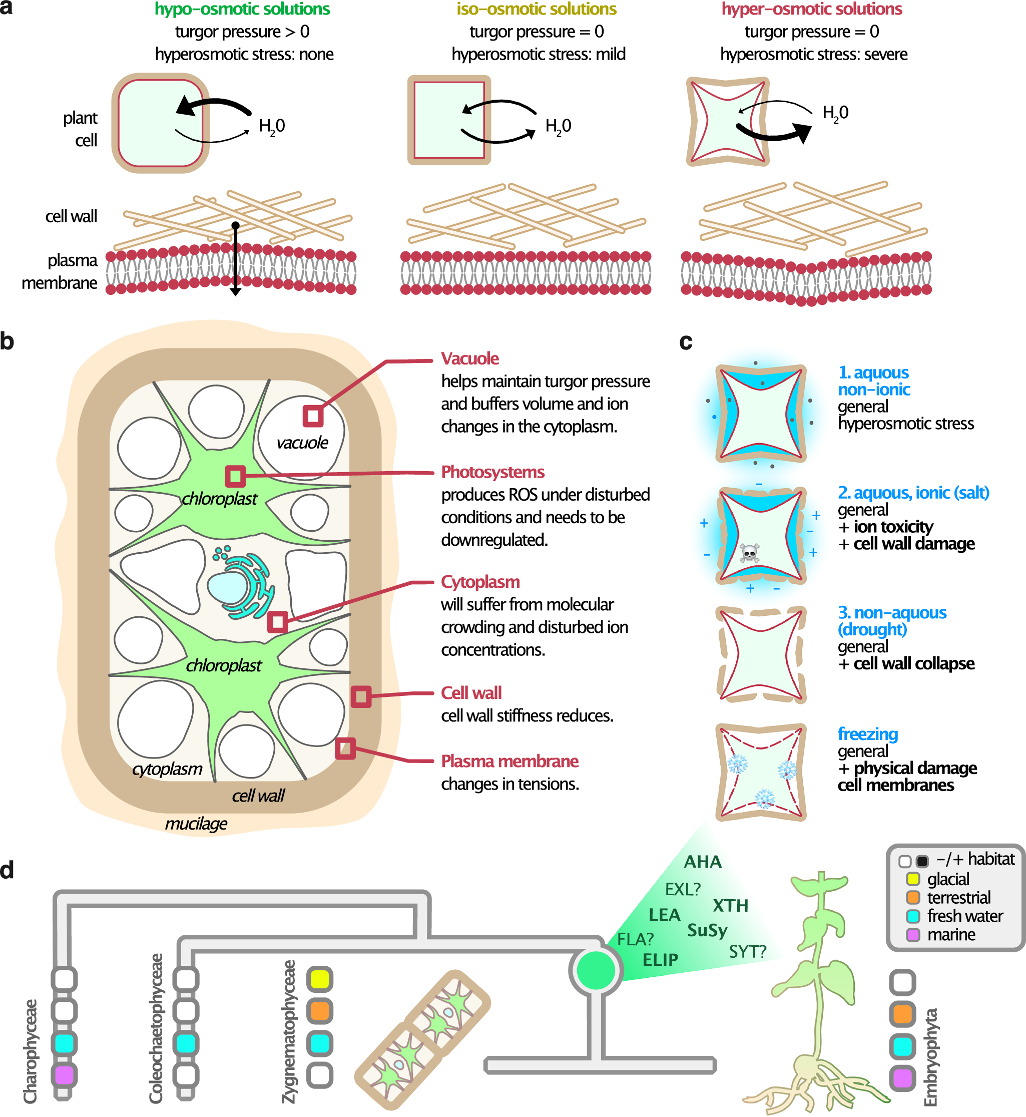 Fig. 7: Schematic overview of plant cell responses to hyperosmotic stress.