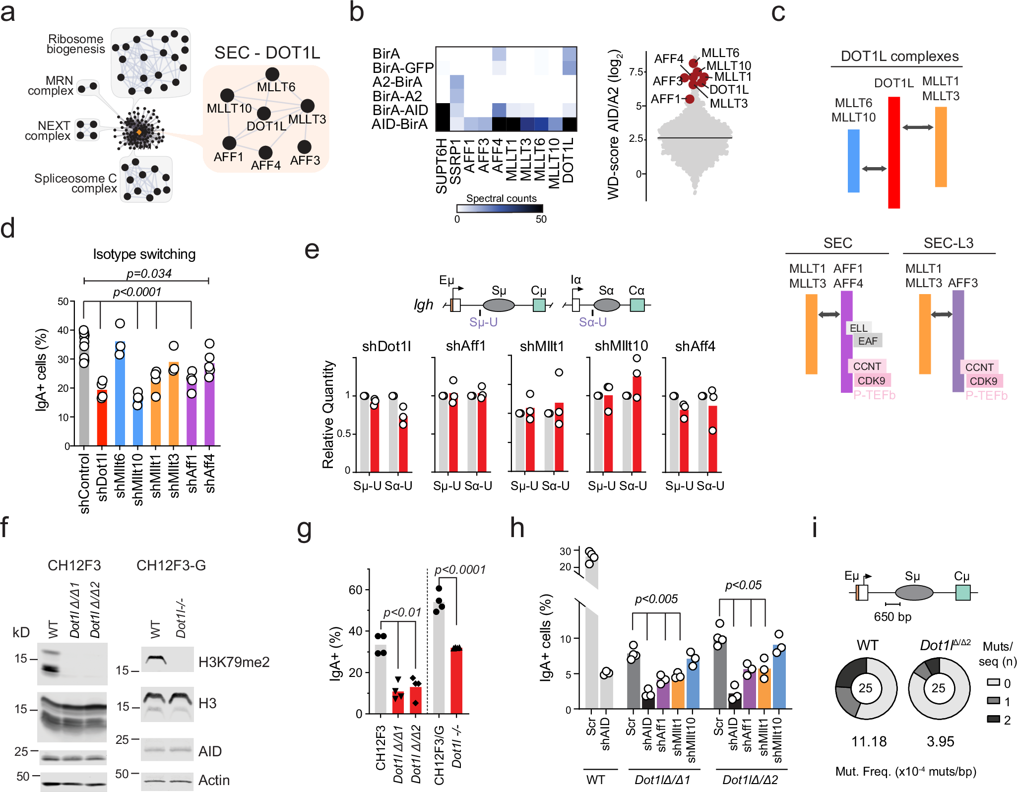 Fig. 1: Independent contribution of the SEC and DOT1L complexes to CSR.