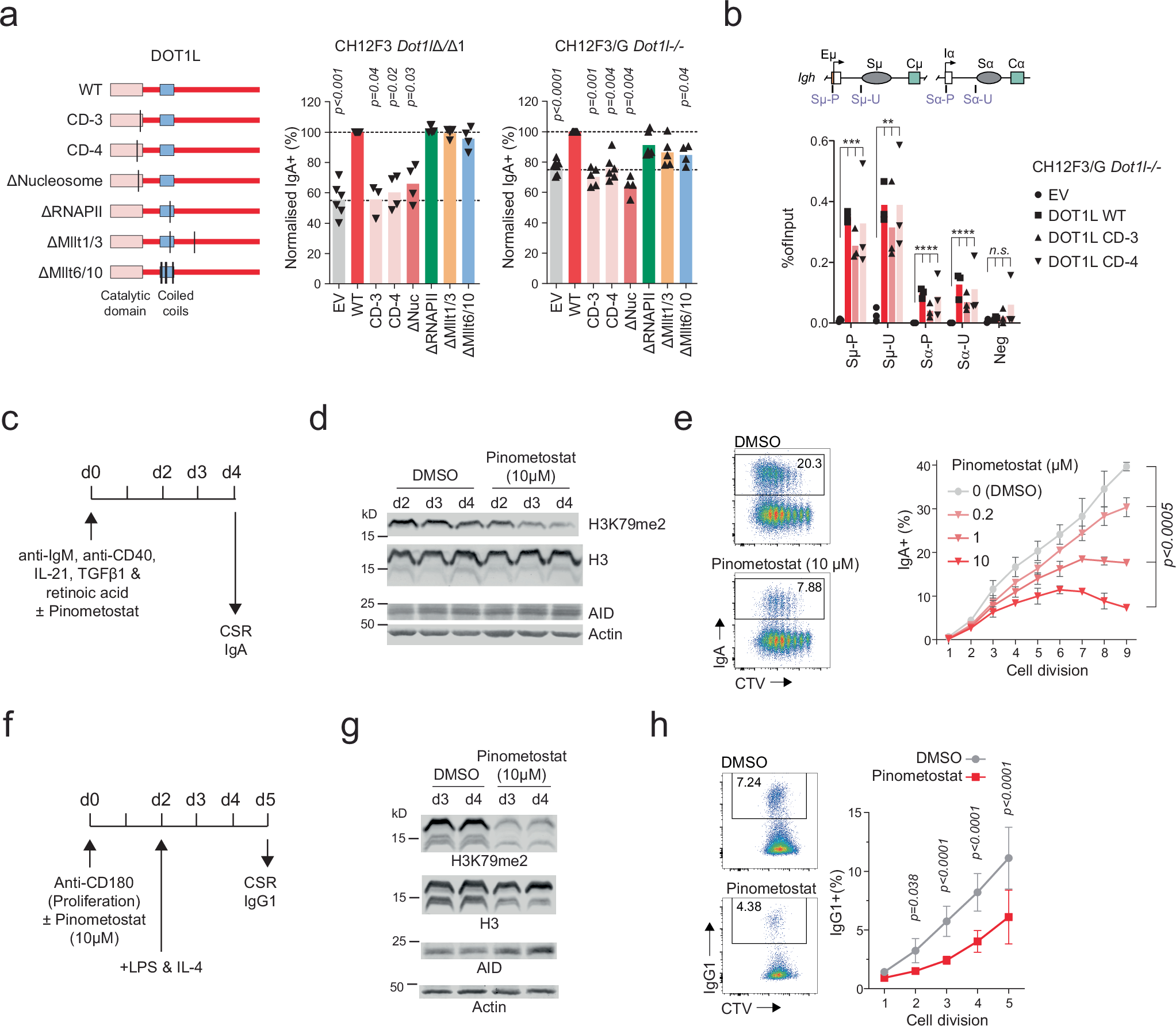 Fig. 2: DOT1L activity is required for its function in CSR.